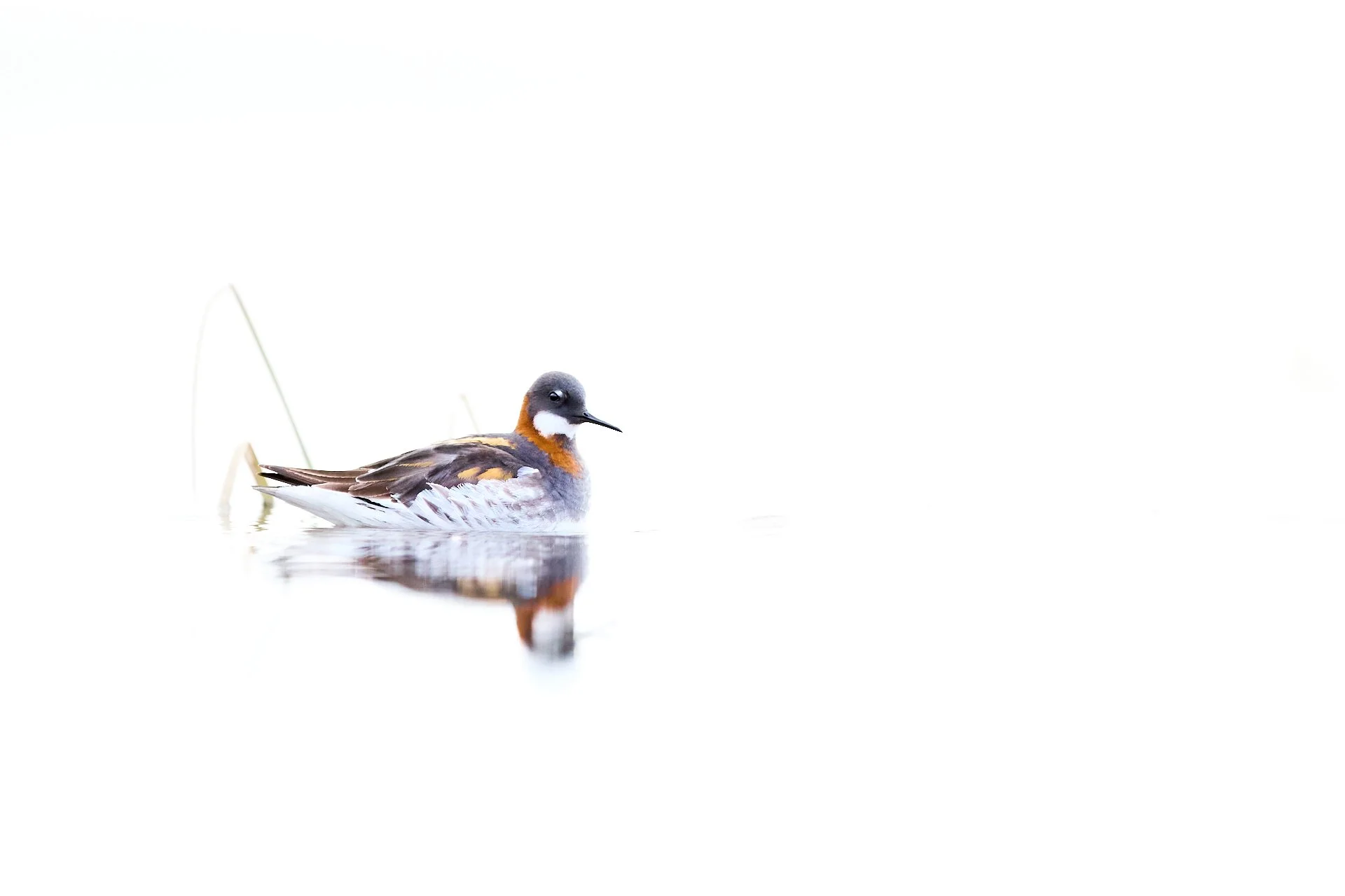 Highkey Aufnahme eines Odinshühnchens Red-necked Phalarope im Brutkleid