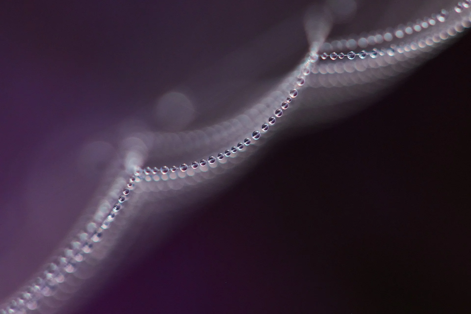 Tautropfen an einem Spinnennetz wie eine Perlenkette