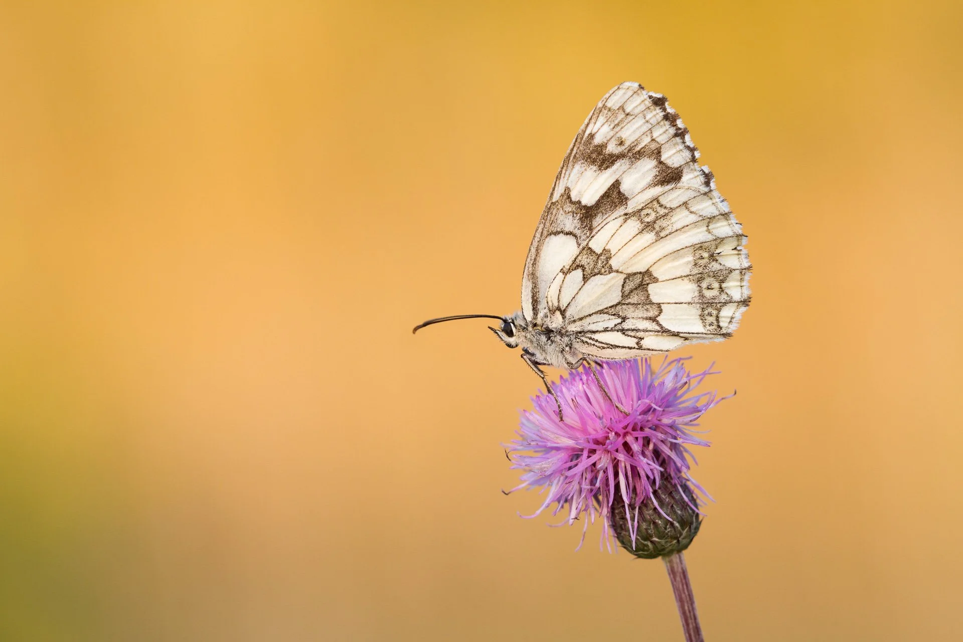Nahaufnahme eines Schachbrett Falters Melanargia galathea.