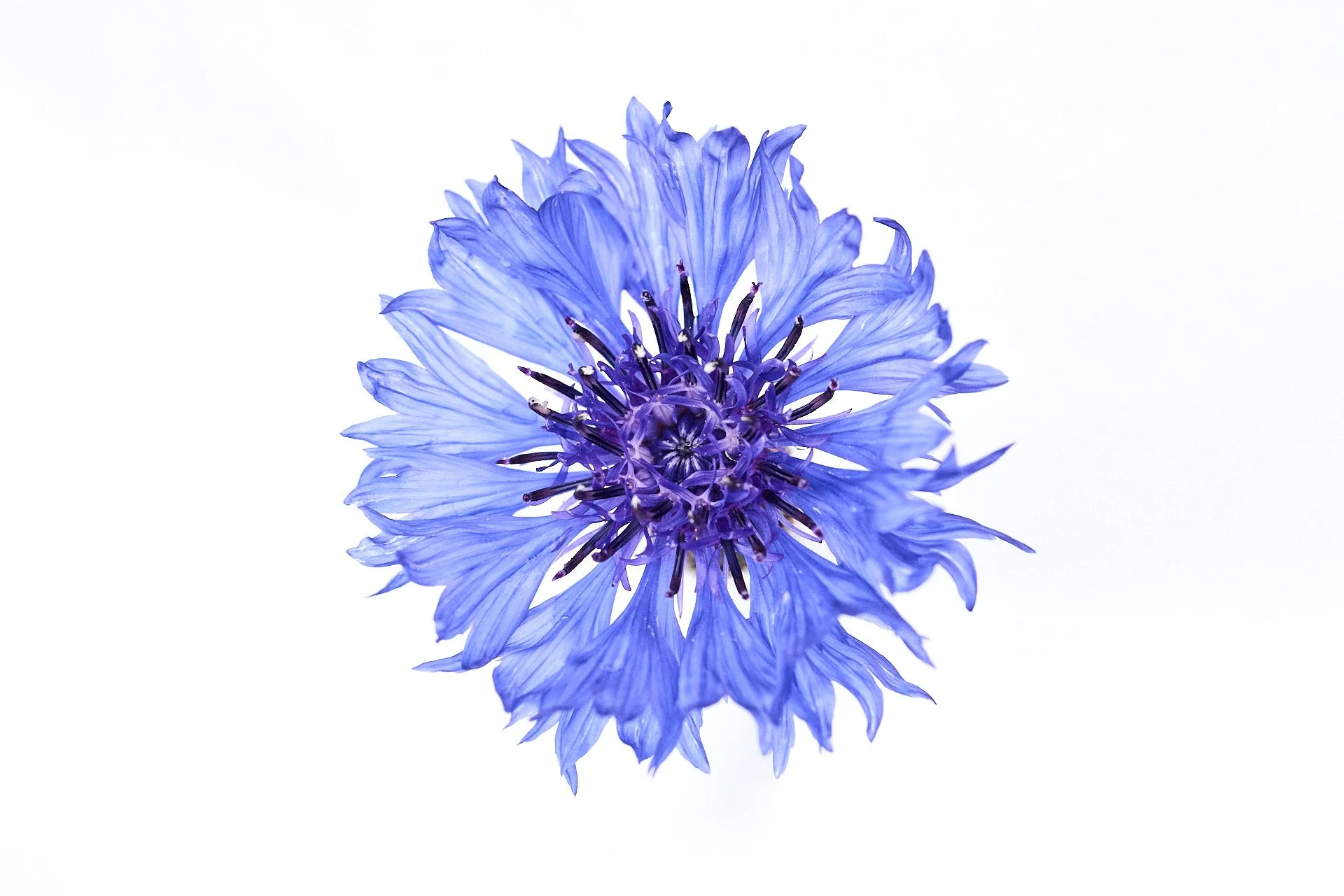 Minimalistische Aufnahme der Blüte einer Kornblume Centaurea cyanus