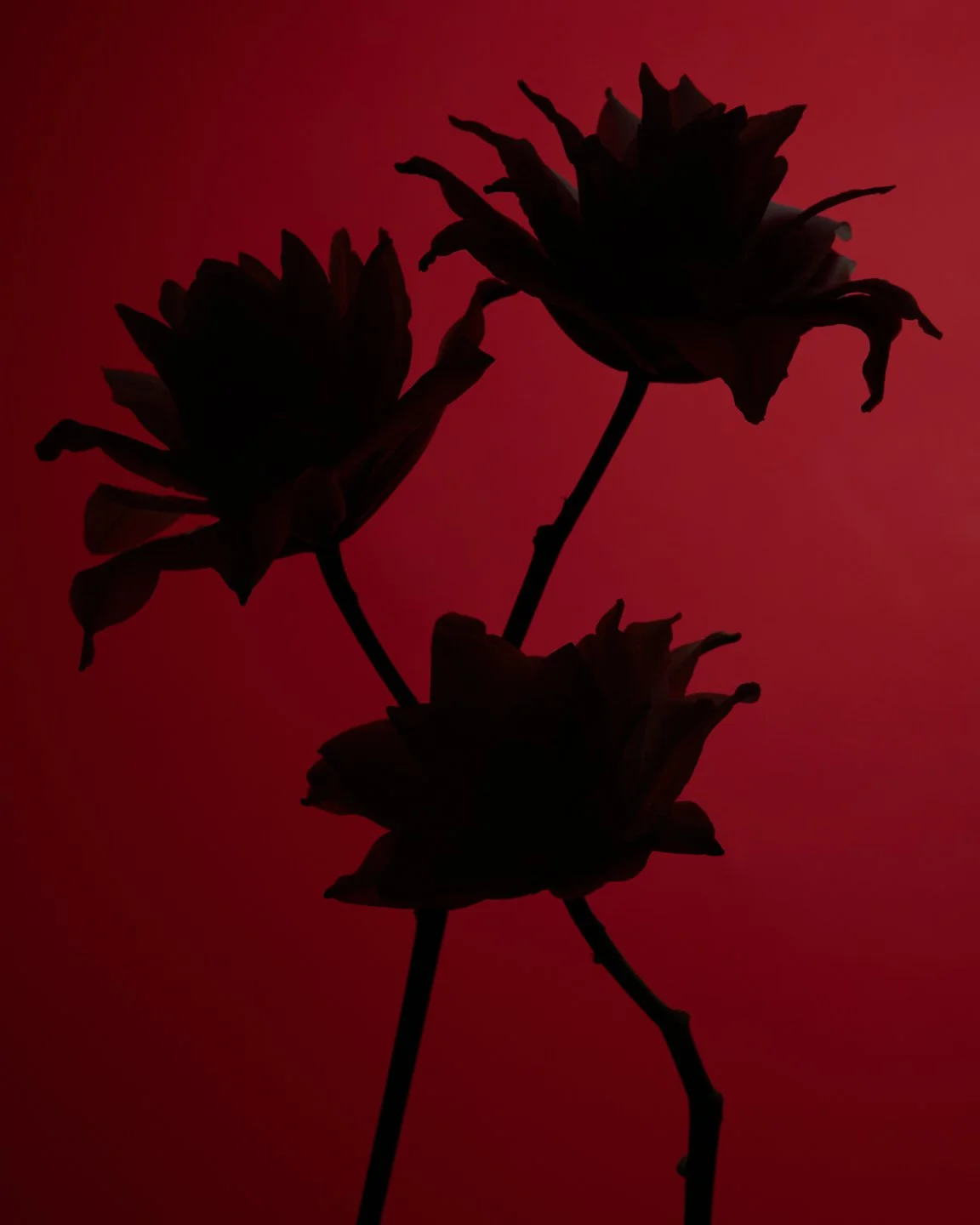 2025_10_08_JANUARY_STILL_LIFE24261_1921x2880.jpg