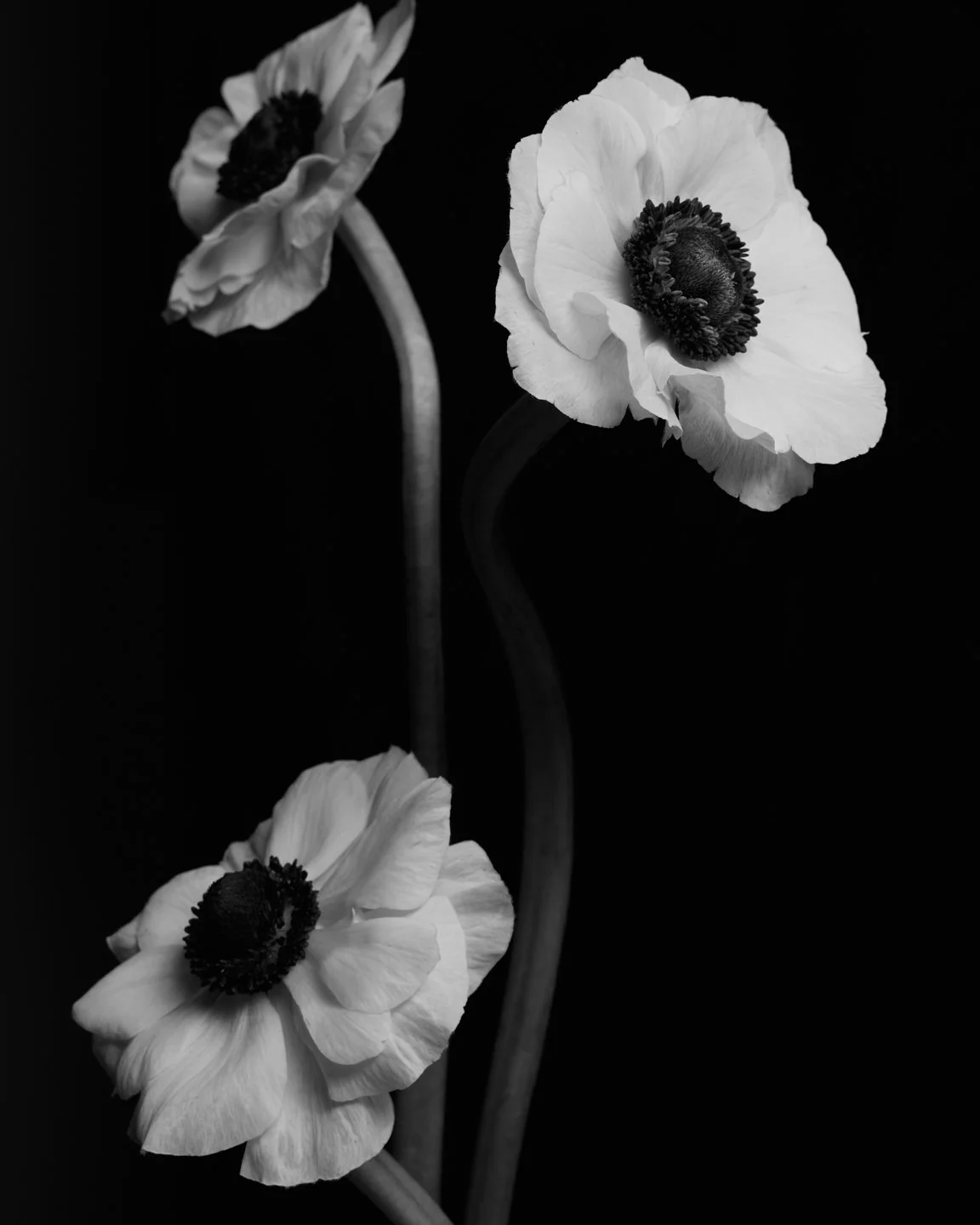 2025_10_08_JANUARY_STILL_LIFE24149_1921x2880.jpg