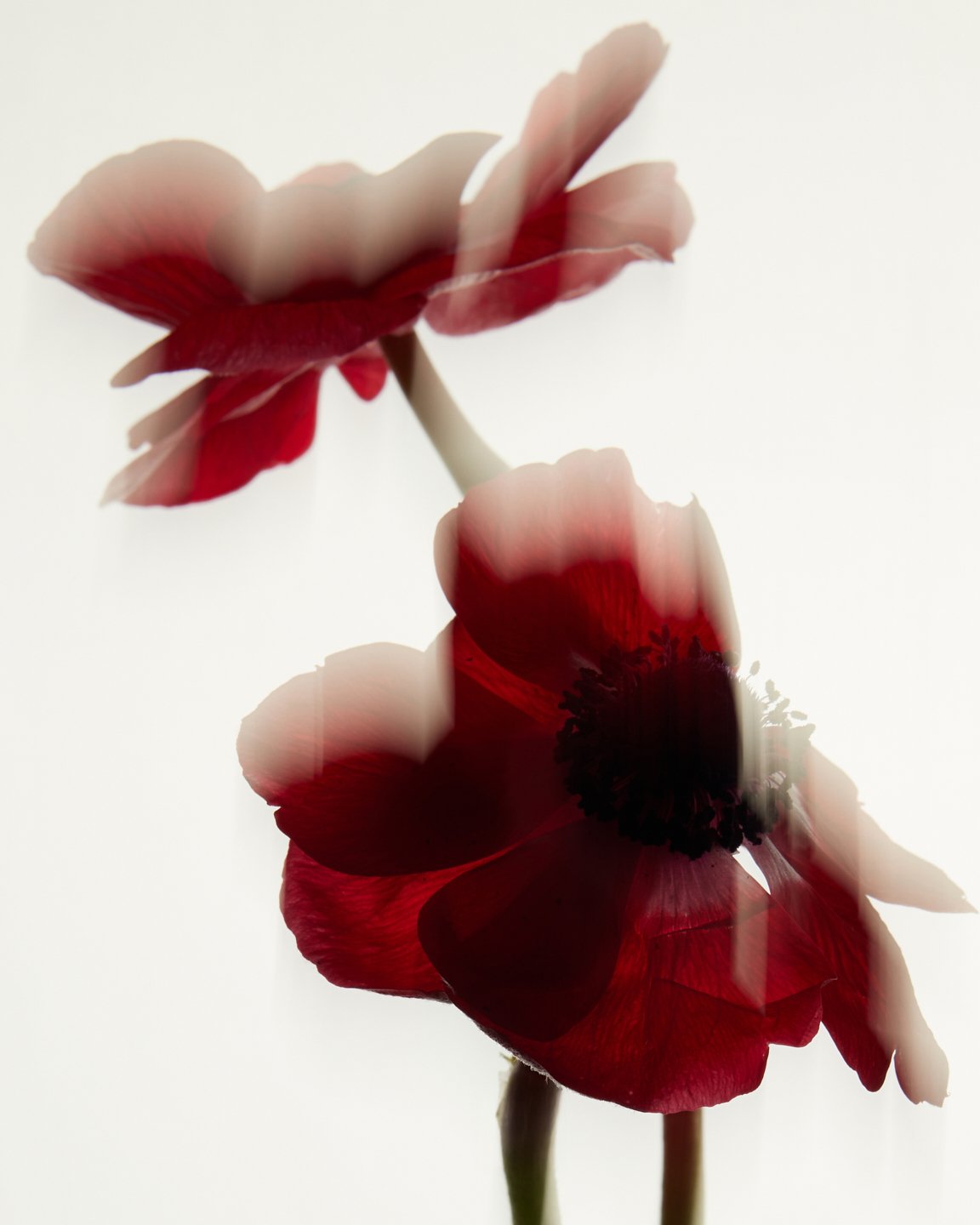 2025_10_08_JANUARY_STILL_LIFE24060_1921x2880.jpg