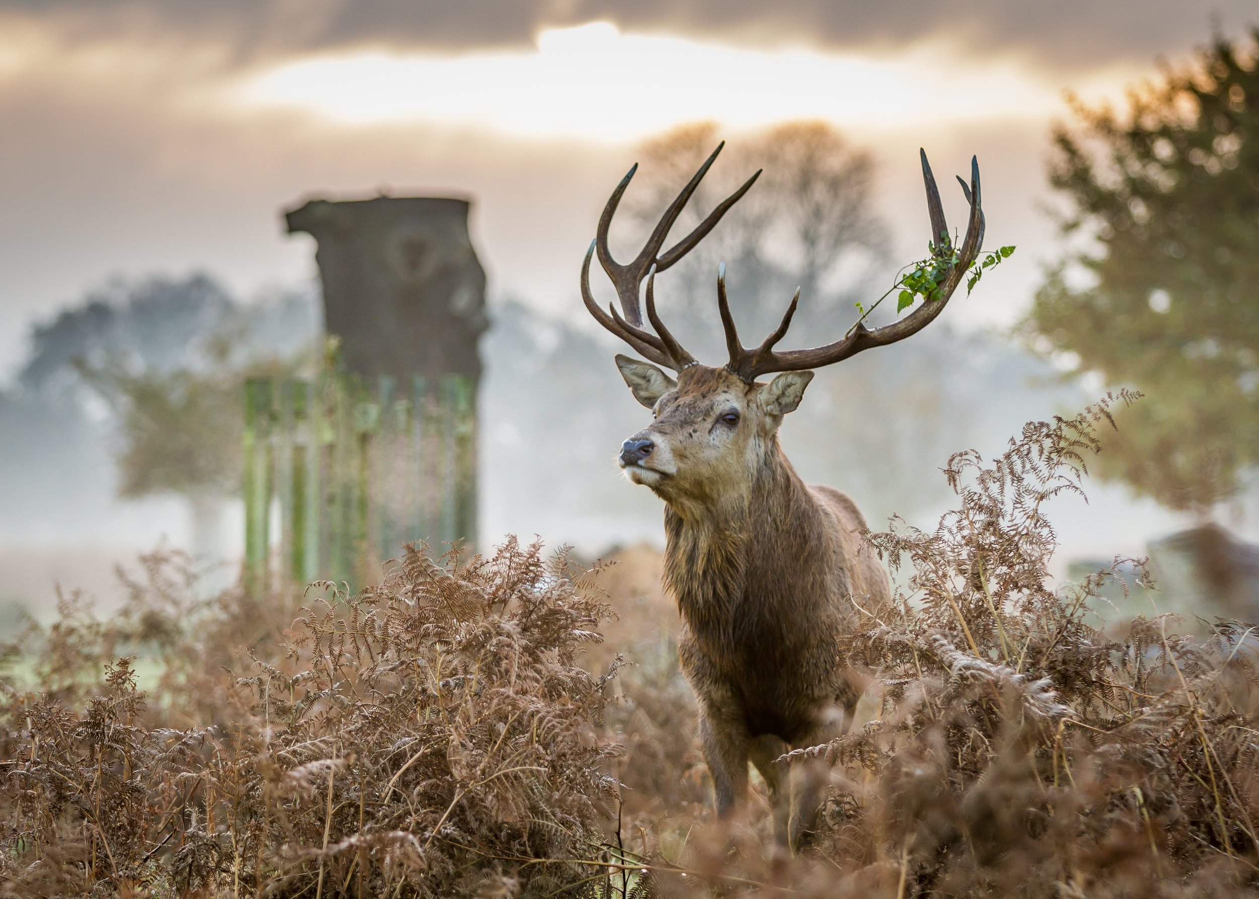 BushyPark_2013-11-23-4880.jpg