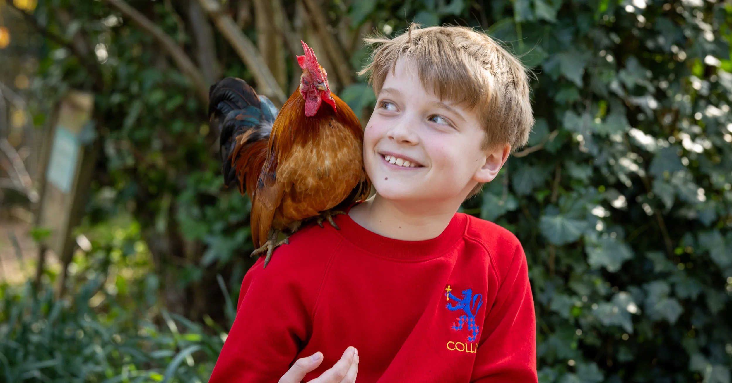 A young boy with light brown hair wearing a red sweatshirt with a crest on it, smiling while holding a colorful rooster perched on his shoulder in a lush outdoor setting.
