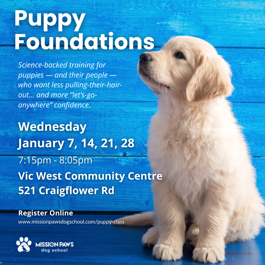 Fun Puppy poster (1080 x 1080 px) (1).png