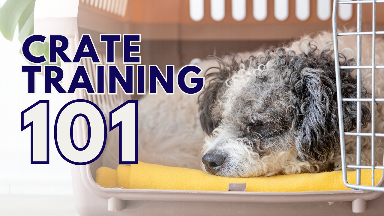 Crate Training 101.png