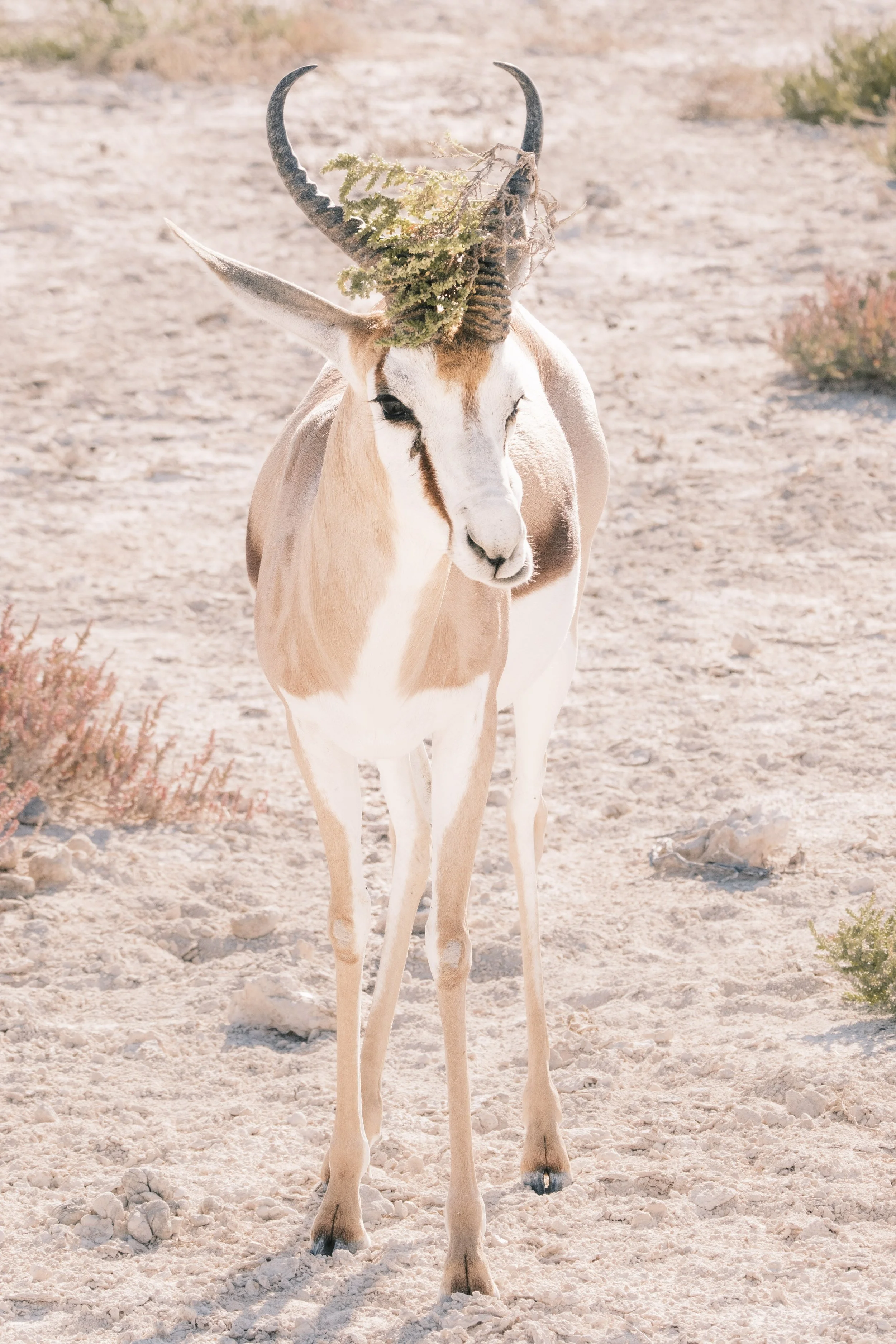 07052023 Namibia Safari 568.jpg