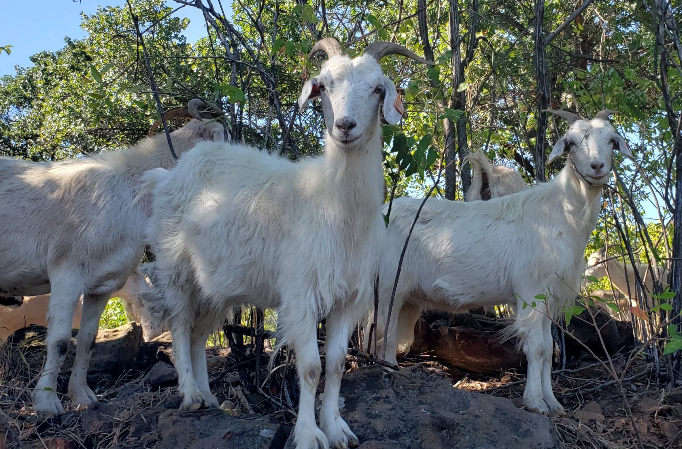 Restoration Grazing, LLC