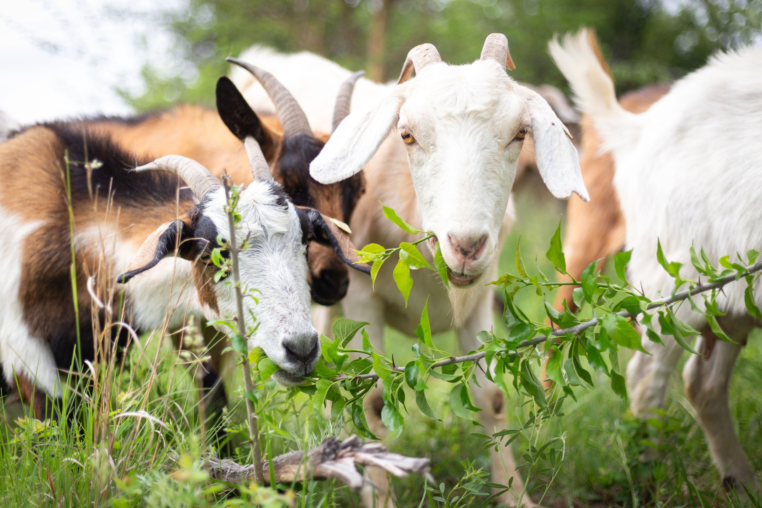Restoration Grazing, LLC