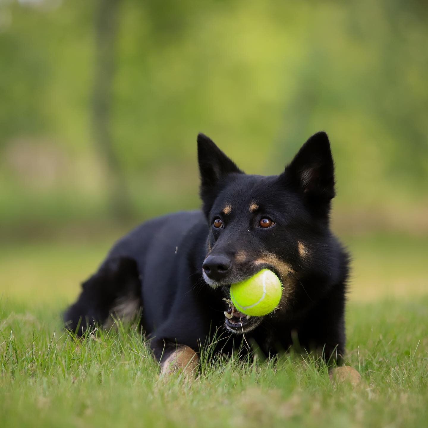 🎾Leker du med din hund?🎾

Nihkko kan ge sken av att vara en lekfull kille, p&aring; bild d&aring;. I verkligheten &auml;r han ointresserad av n&auml;stan allt. Men arbetshandskar &auml;r alltid ett s&auml;kert kort. L&auml;gger man ifr&aring;n sig 