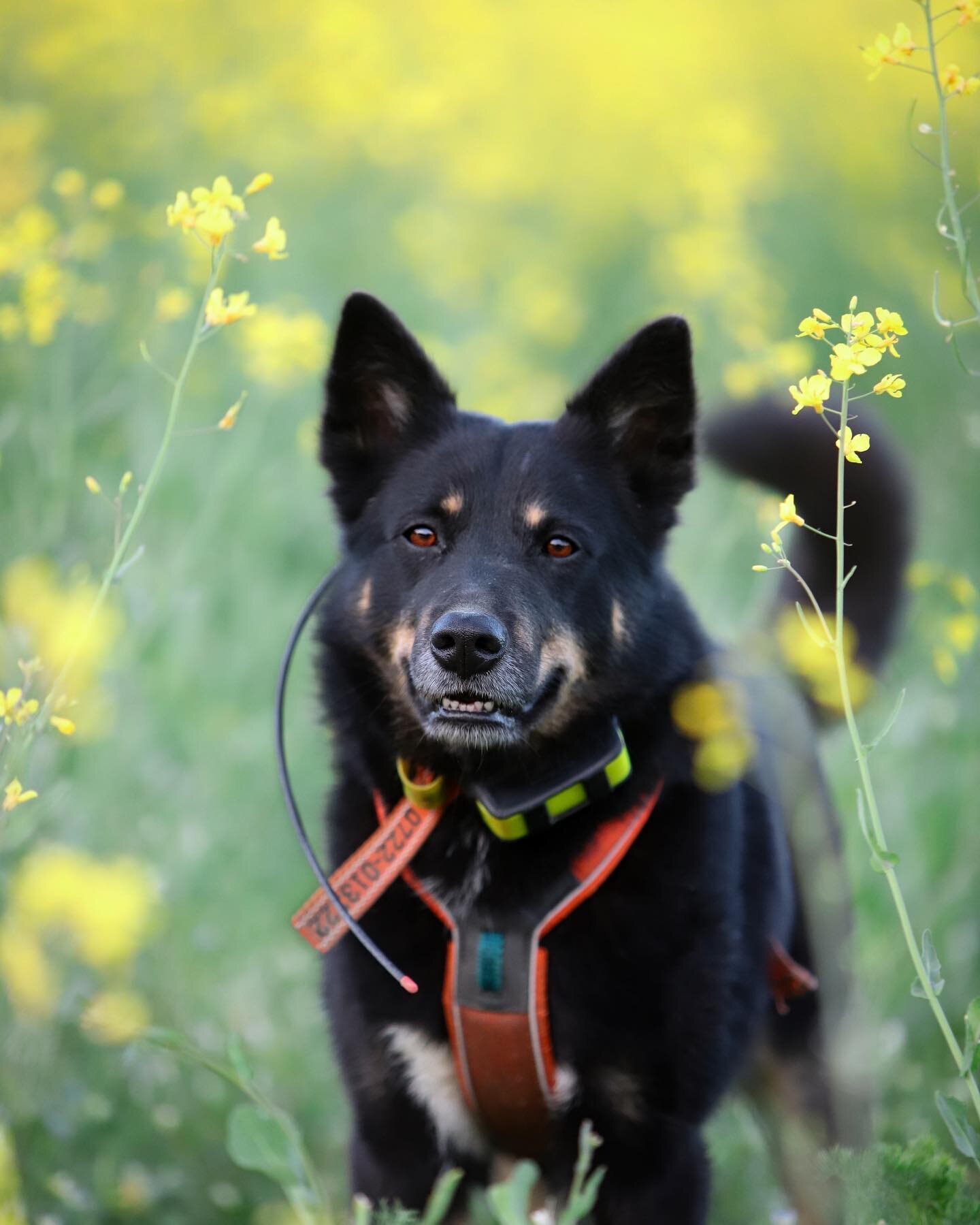 Det har varit v&auml;ldigt lugnt med efters&ouml;k f&ouml;r v&aring;r del senaste tiden. Det kryper i kroppen b&aring;de p&aring; hund och matte. Men ikv&auml;ll v&auml;ntar i alla fall ett riktigt utmanande tr&auml;ningssp&aring;r f&ouml;r honom. F&