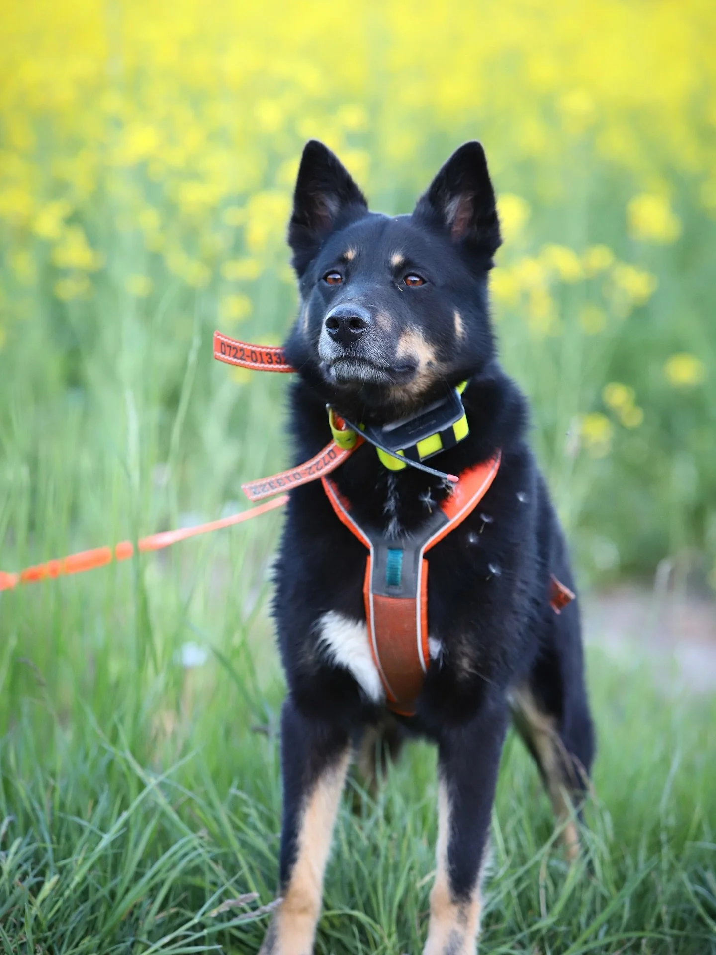 Imorgon b&ouml;rjar jakts&auml;songen p&aring; allvar med bockjaktspremi&auml;ren. Hundar och utrustning &auml;r laddade inf&ouml;r eventuella efters&ouml;ksuppdrag. Skitjakt till alla er som ska ut🍀

Vi finns tillg&auml;ngliga med sp&aring;r- och s