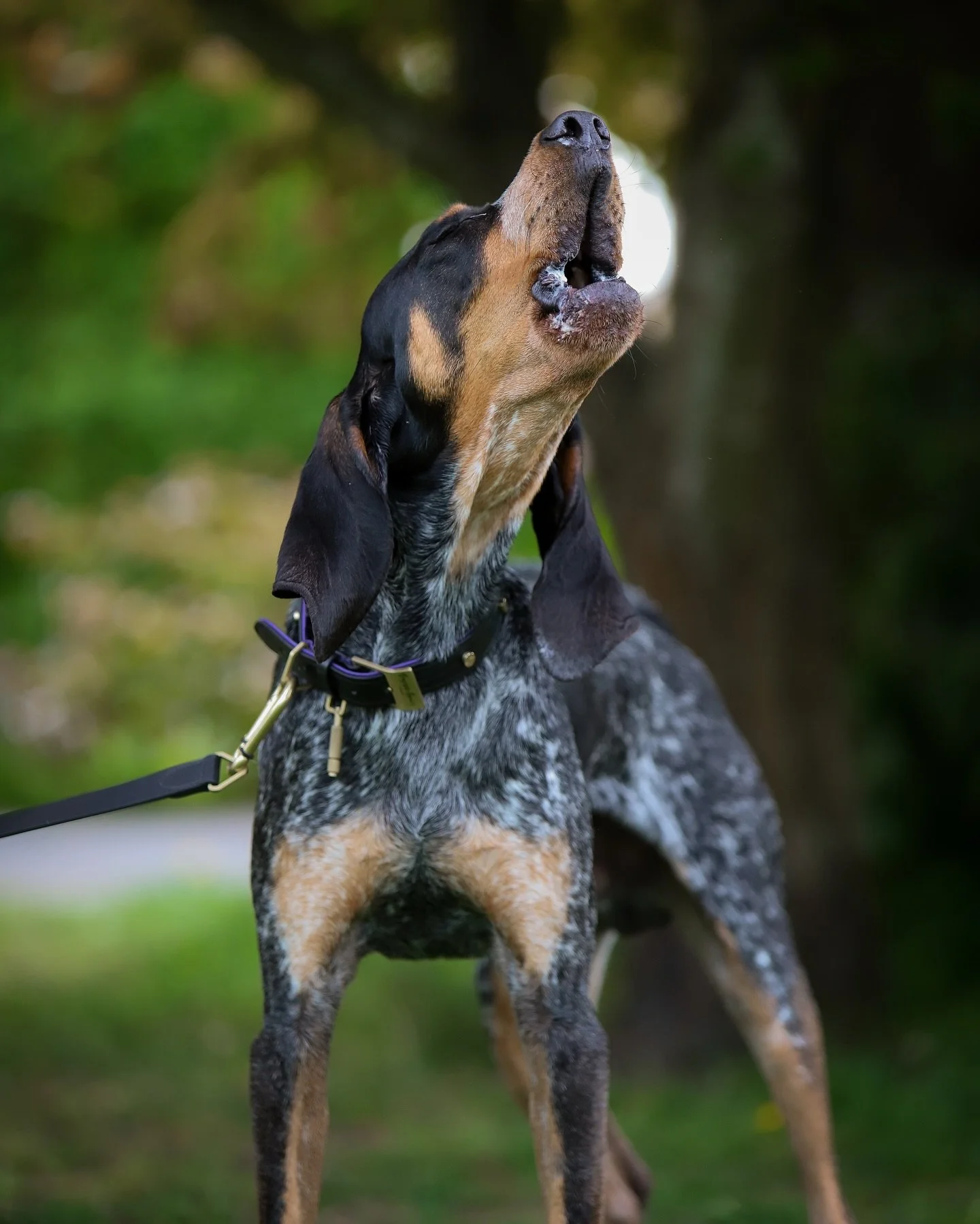 Idag fyller han 5 &aring;r. Min skrynkelnos och vr&aring;lapa💙
Han valde mig och jag kunde inte v&auml;rja mig f&ouml;r hans k&auml;rlek. Och tur var nog det f&ouml;r i ett annat hem hade han f&ouml;rmodligen inte f&aring;tt fylla fem. Hans v&auml;g