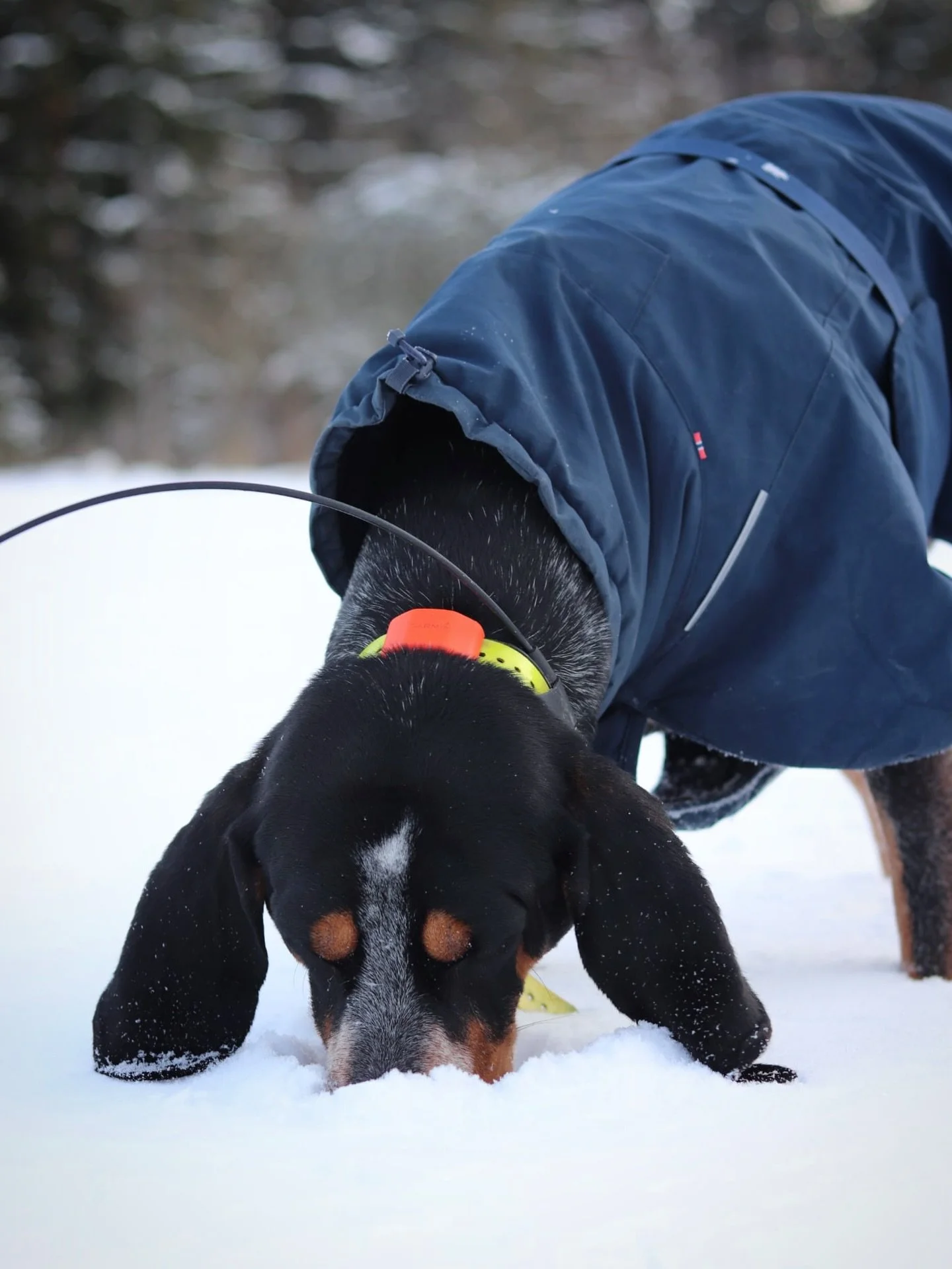 Undra vad han hittar f&ouml;r intressant d&auml;r under sn&ouml;n. Kan det vara en sork eller annan gnagare tro?

Hur m&aring;nga gnagare har det g&aring;tt &aring;t h&auml;r hemma den h&auml;r vintern tror ni?😳