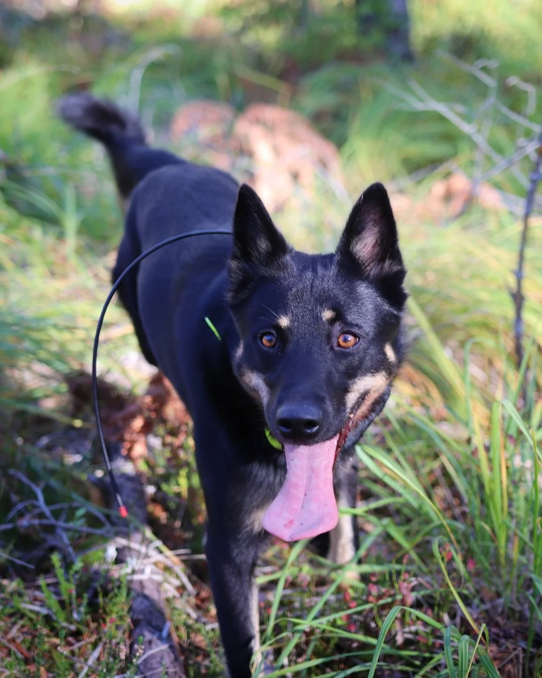 Har du koll p&aring; vad du ska g&ouml;ra om din hund drabbas av &ouml;verhettning? En kanske &auml;nnu viktigare fr&aring;ga &auml;r, har du koll p&aring; de tidiga signalerna hunden visar n&auml;r den b&ouml;rjar bli varm? Vart g&aring;r gr&auml;ns