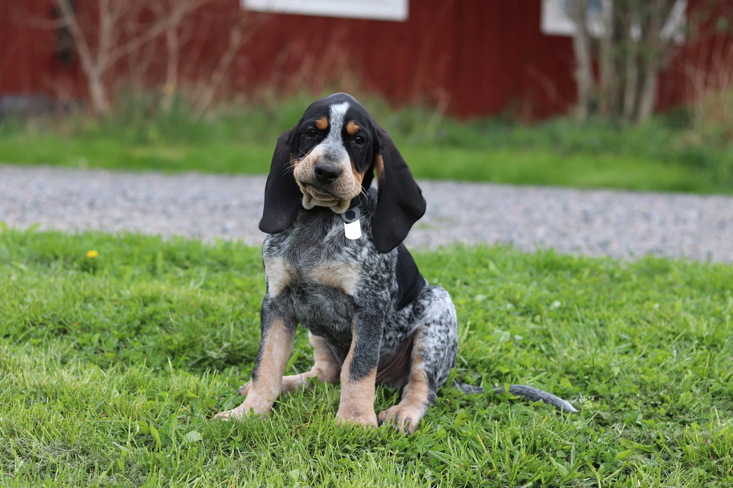En söt hundvalp med lång öron, sittande på gräs i en trädgård.