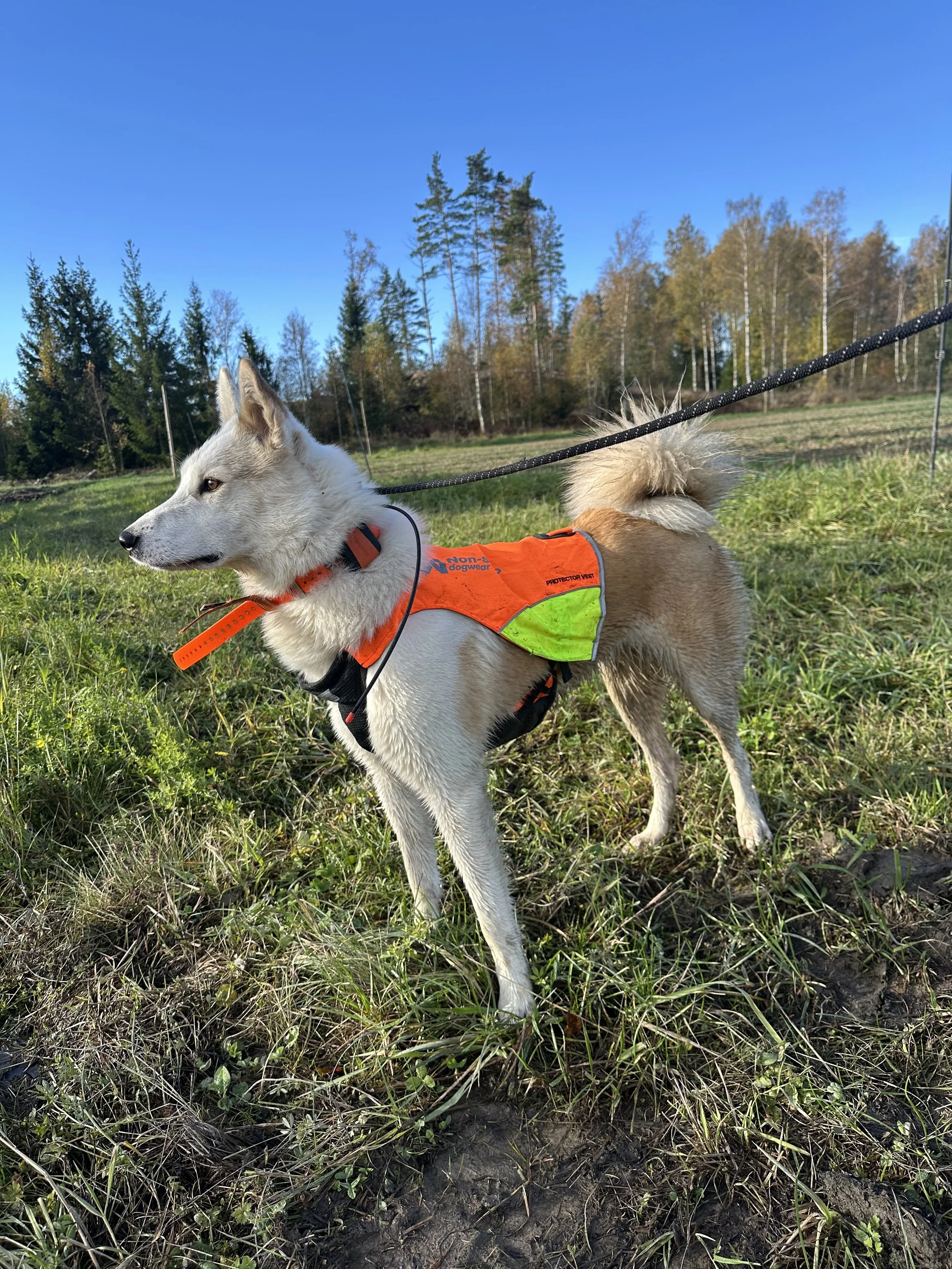 En hund med vit och ljusbrun päls, iförd orange reflexväst, står på ett grönt fält mot en klarblå himmel och träd i bakgrunden.