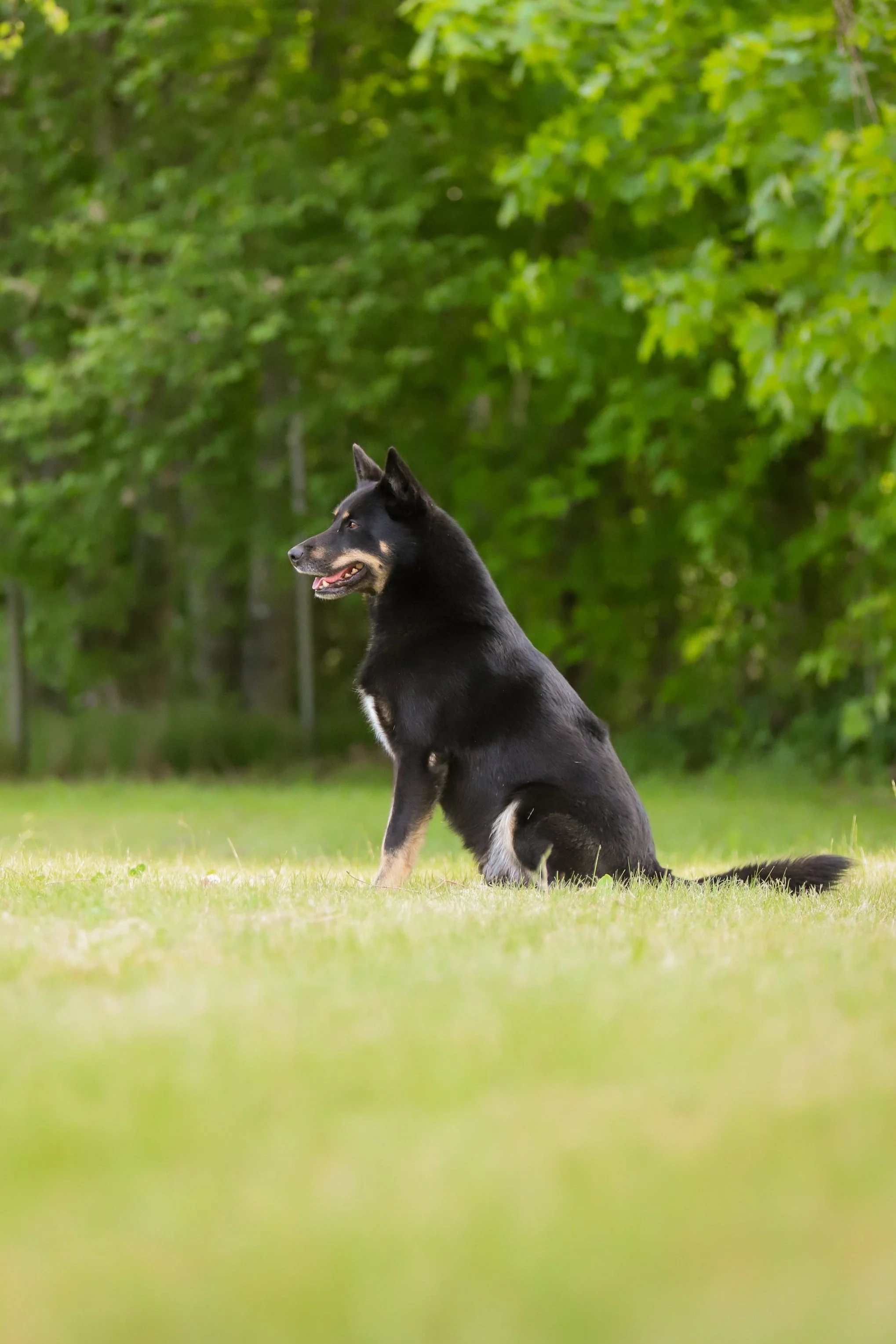 En svart hund sitter på en gräsmatta med gröna träd i bakgrunden.