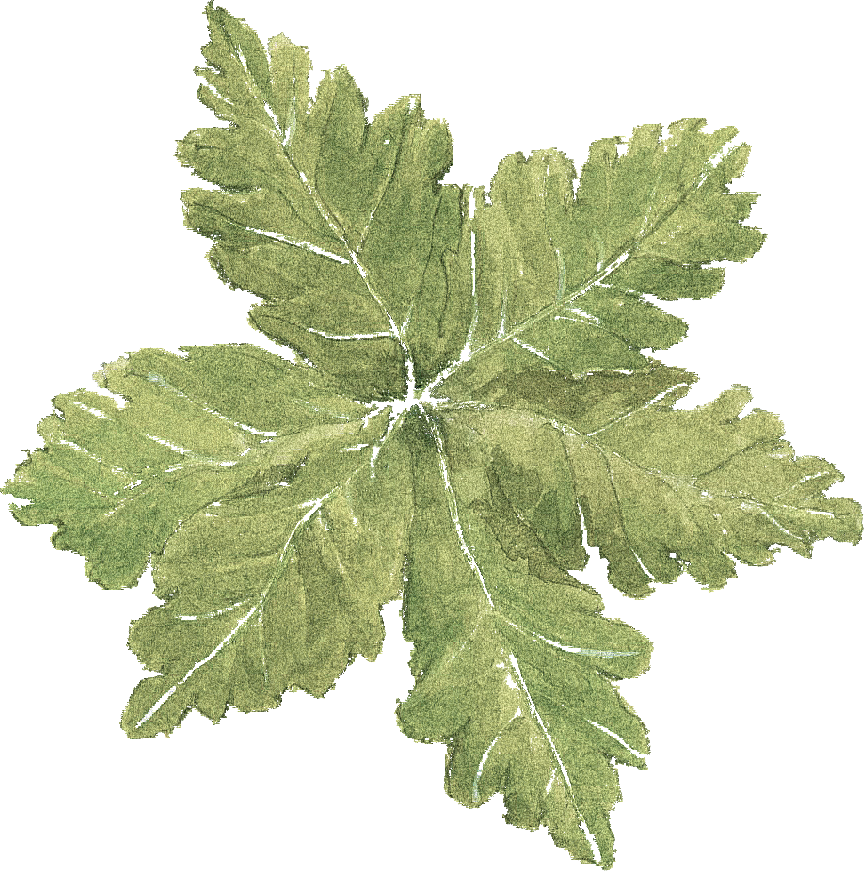 LEAF3.png