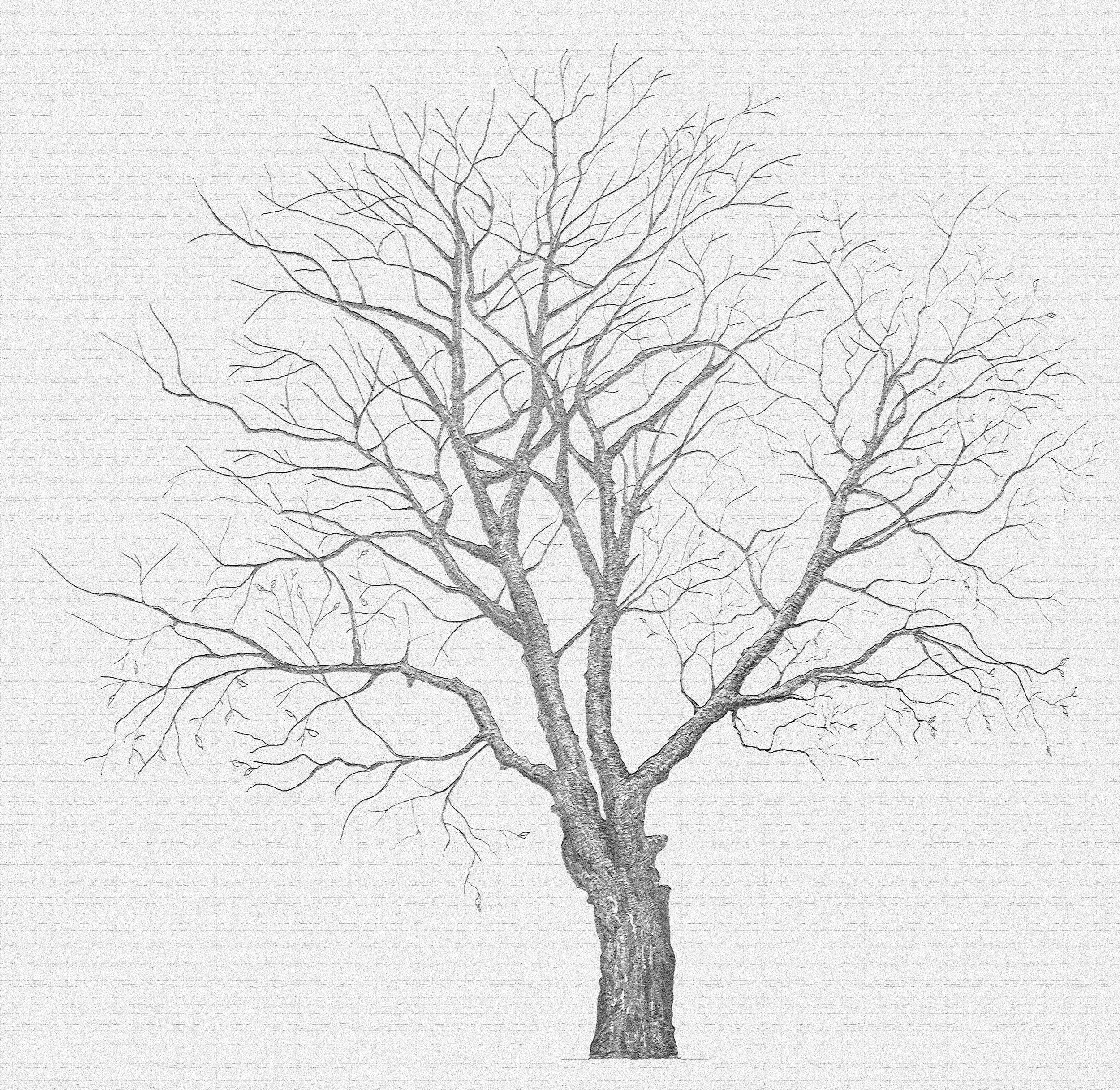 Eastern black walnut (Juglans nigra) Wintrer Version