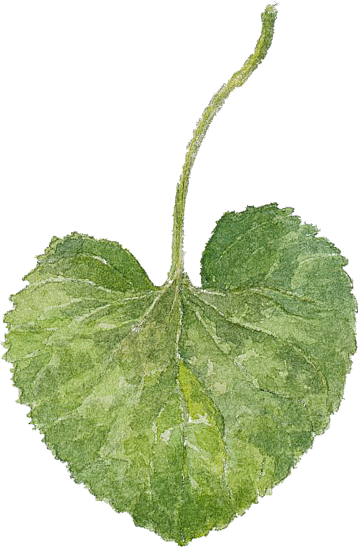 LEAF1.png