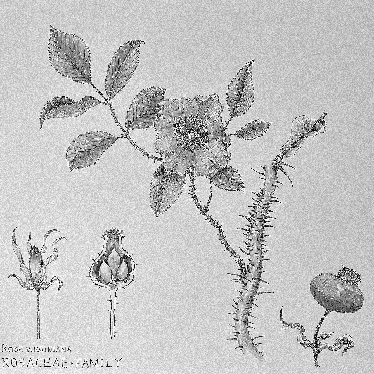 ROSA VIRGINIANA (VIRGINIA ROSE)