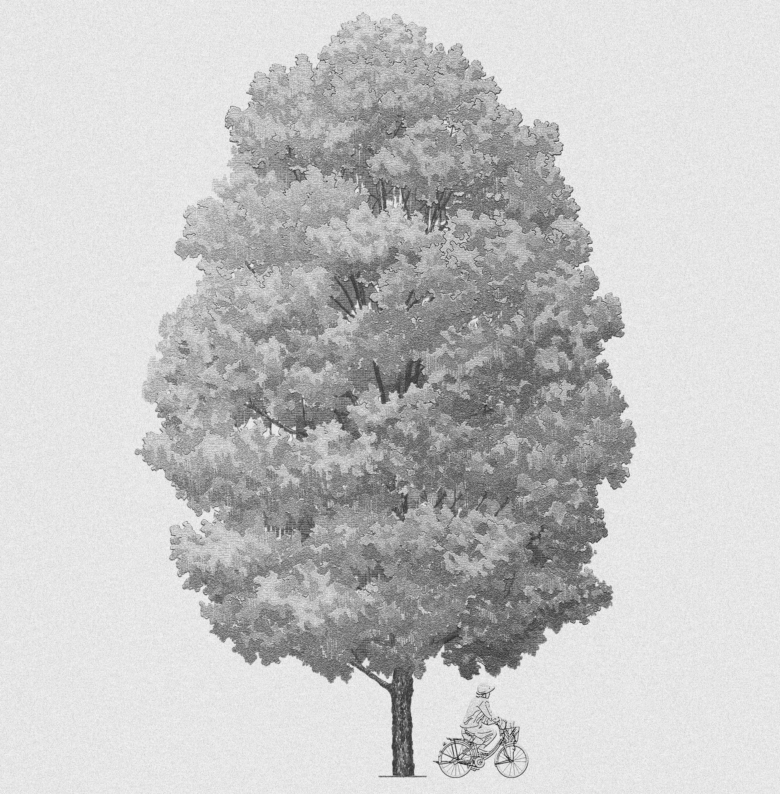 Bitternut hickory (Carya cordiformis) Summer Version