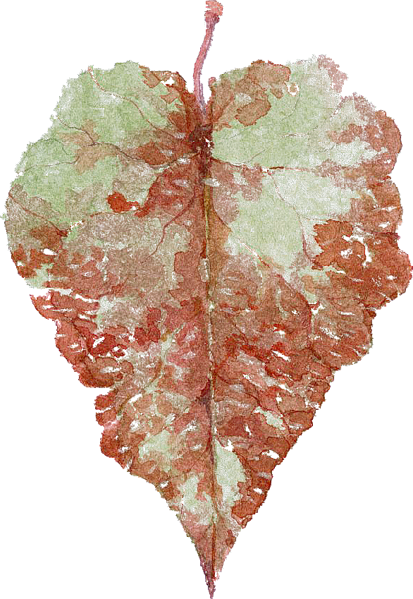 LEAF2.png
