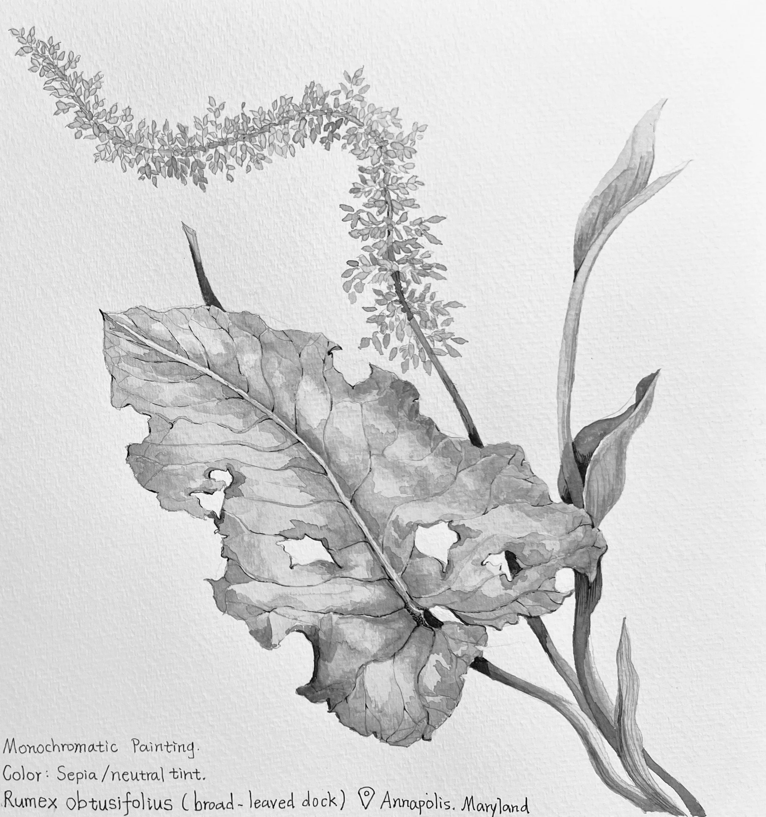RUMEX OBTUSIFOLIUS (BITTER DOCK)