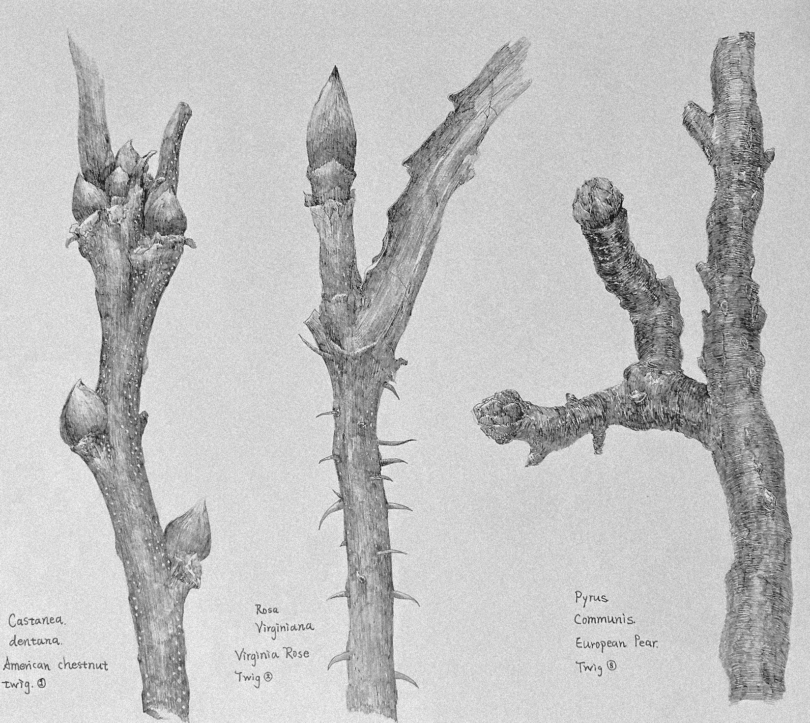 THRE DIFFERENT TWIGS: CHESTNUT, ROSE AND EUROPEAN PEAR.