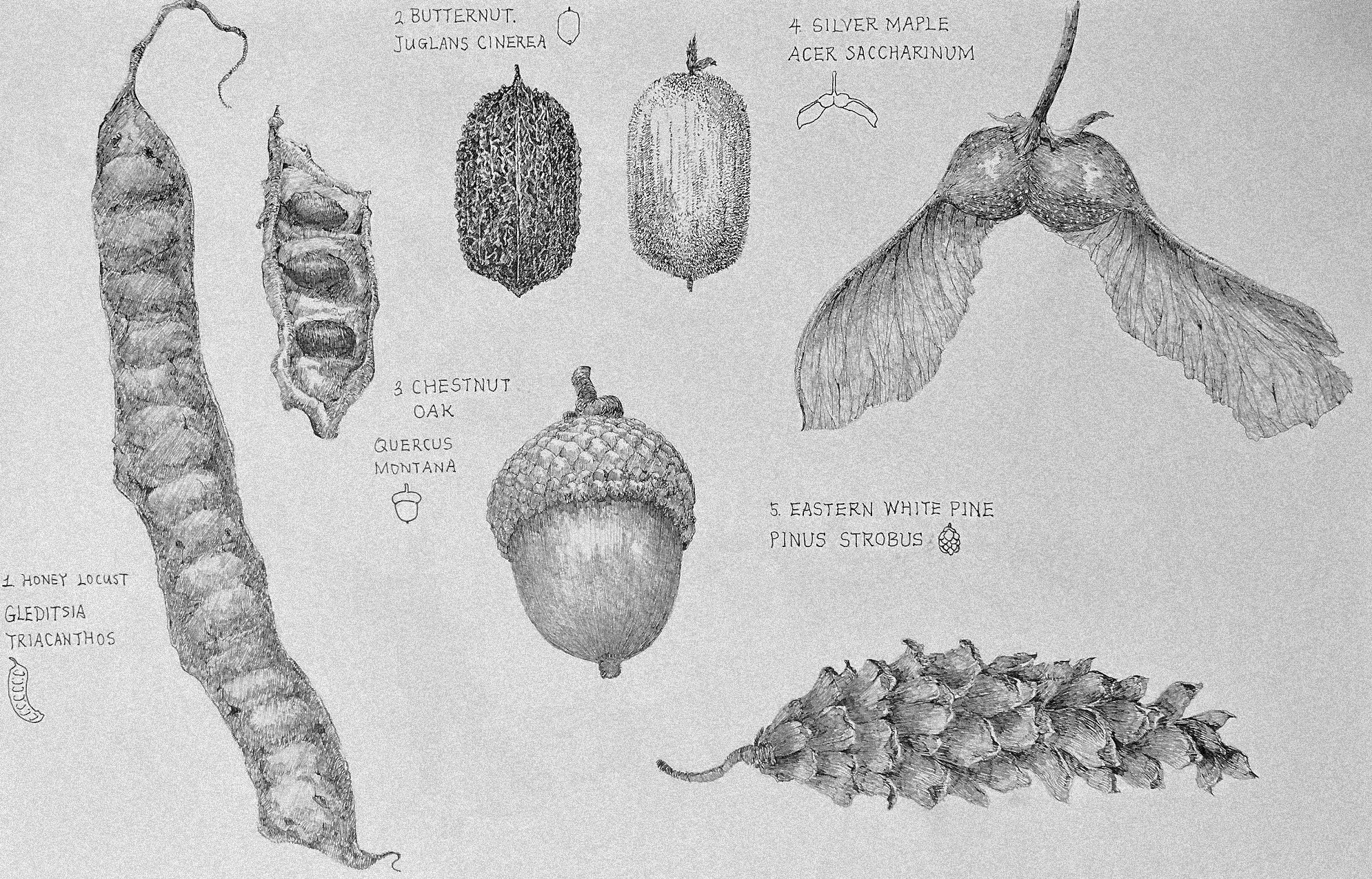 FRUITS IN DIFFERENT SHAPES