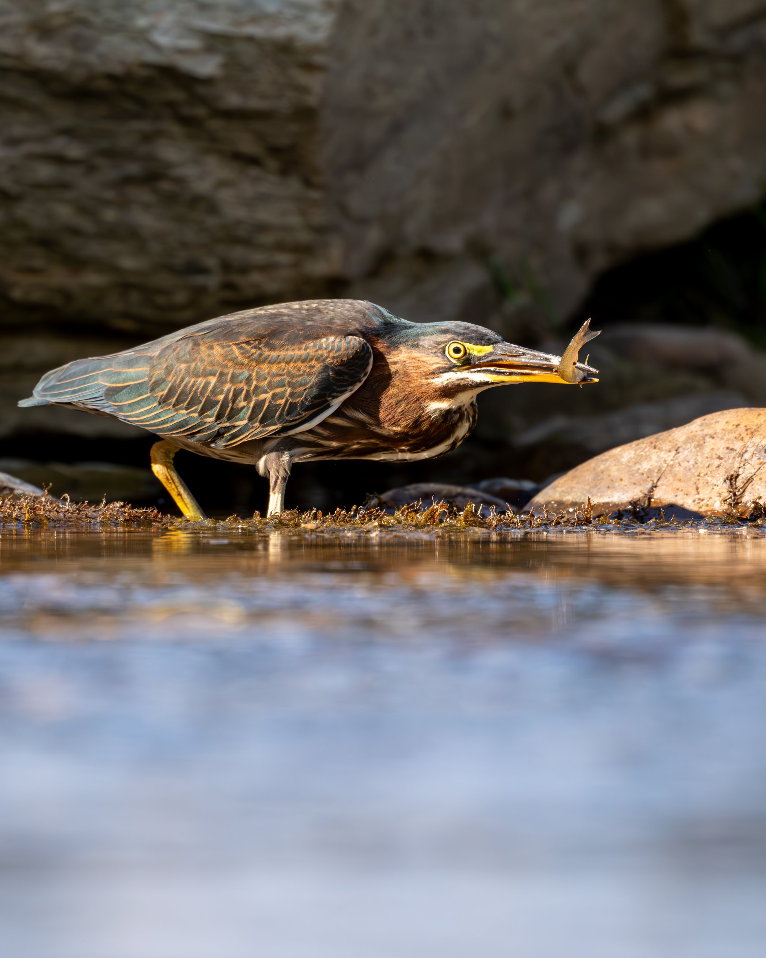 Green Heron
