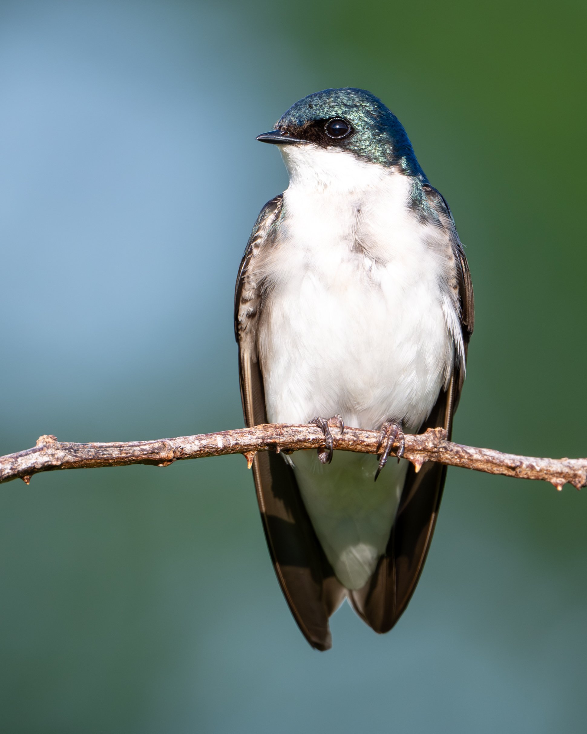 Tree Swallow