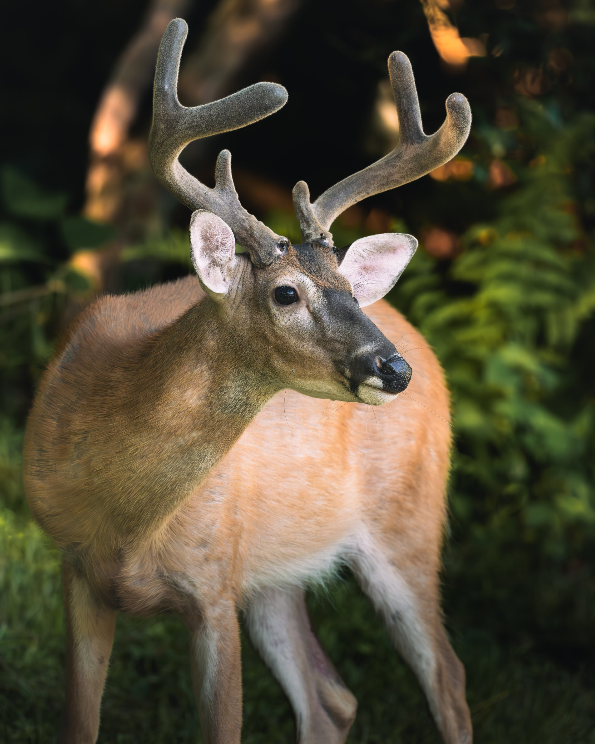Bass Lake Buck
