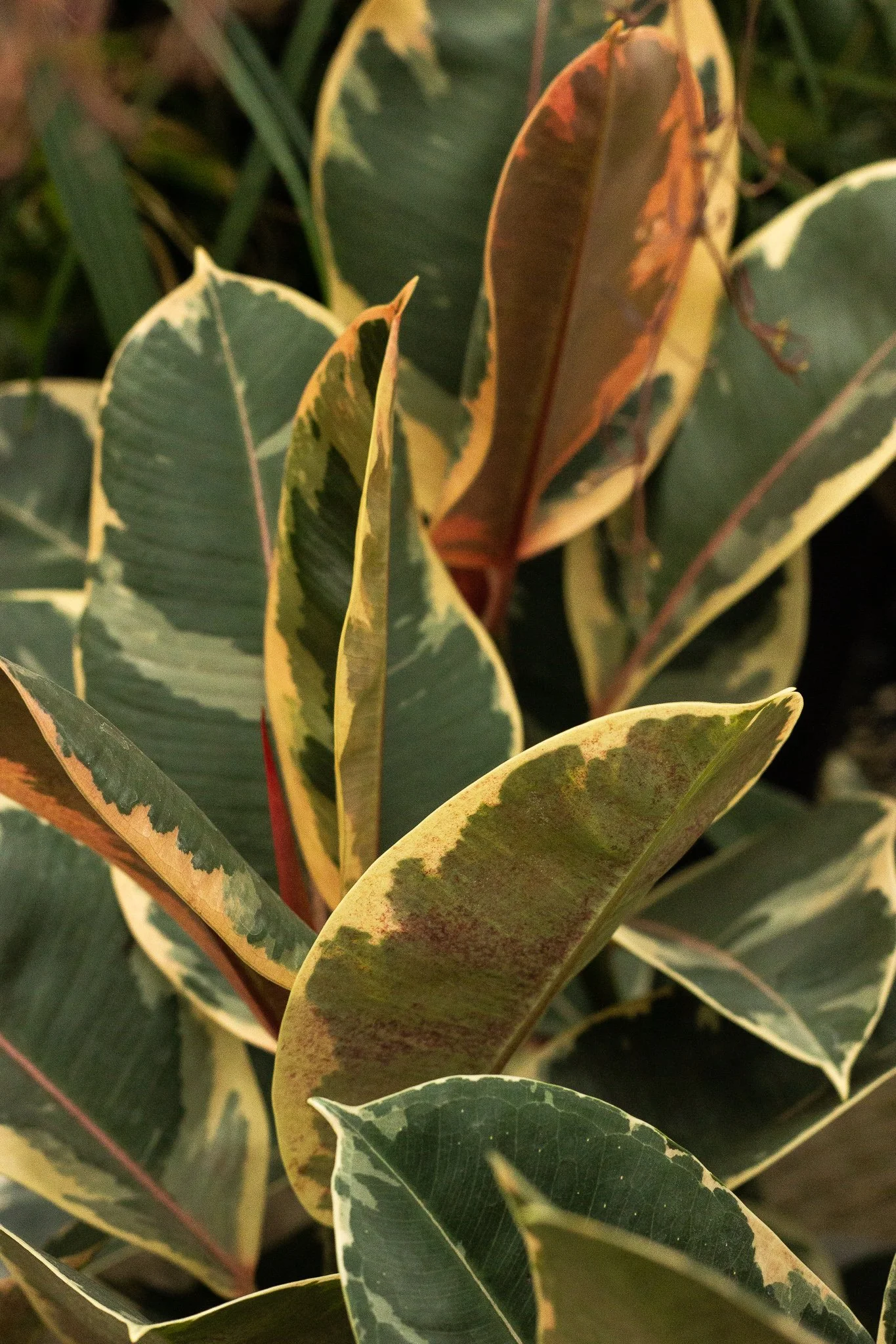 Rubber plant houseplant low to medium light