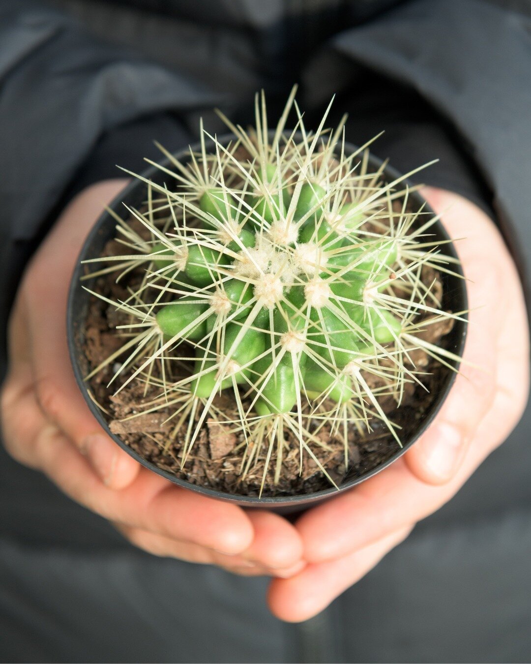 Happy Friday, we're open until 6 pm today! Start your weekend off right by picking up a cactus🌵