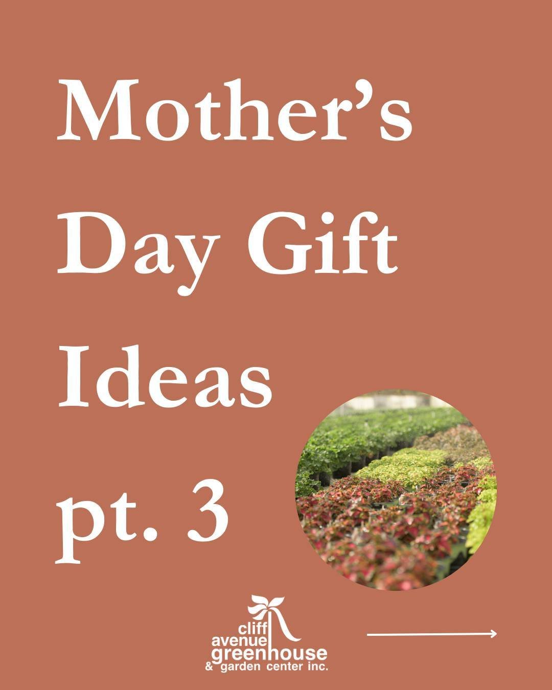 Mother's Day Gift Guide pt. 3 This post goes out to all the moms out there that love plants! Whether it's a tropical, houseplant, annual, or tree!