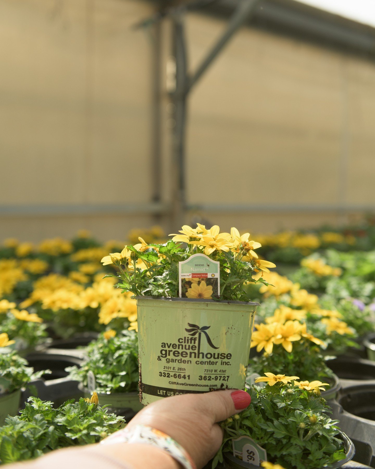 A couple 💡's for that graduation open house you're throwing🎉🥳
Pro Tip: planting annuals that match with the school colors!