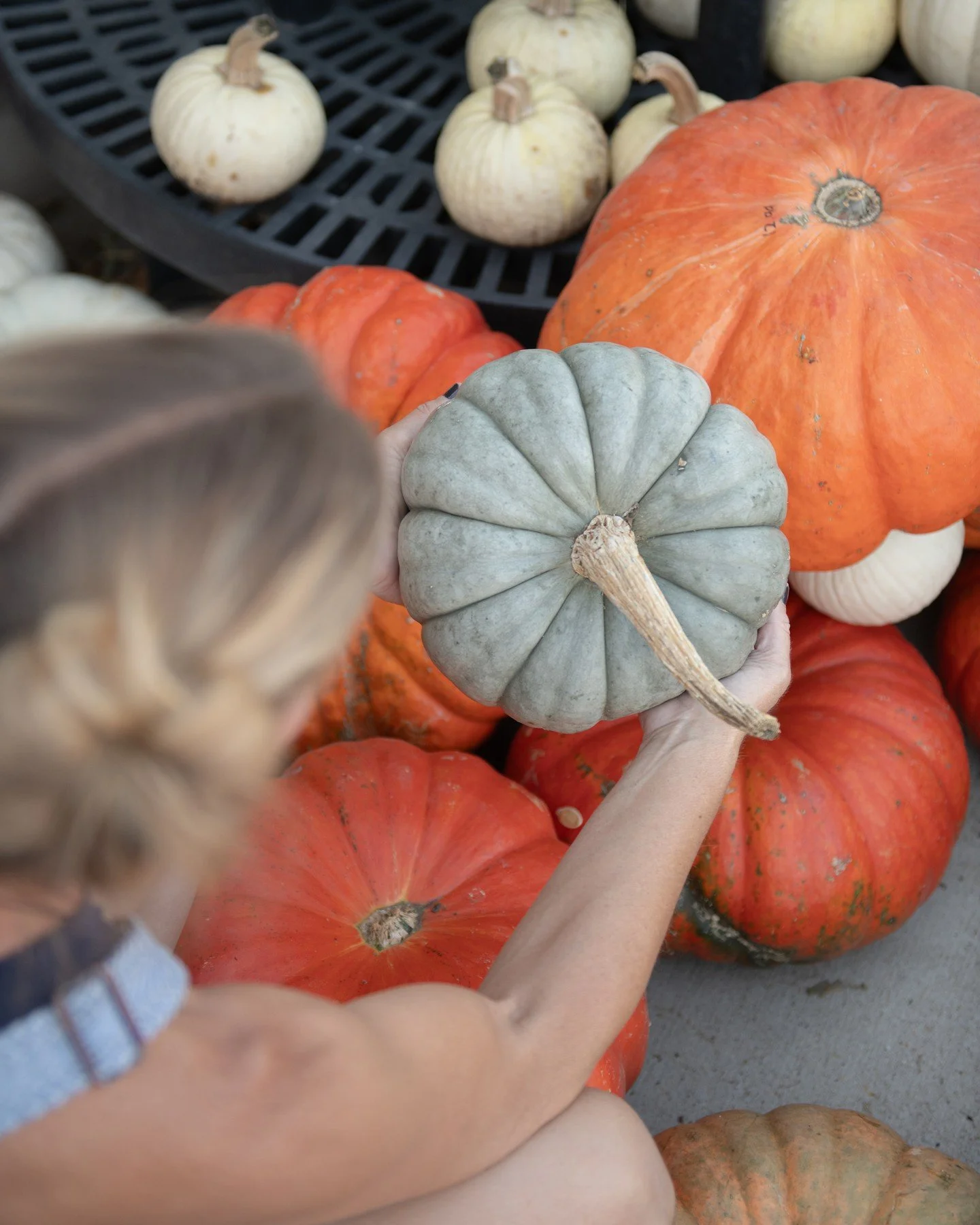 Pumpkins perfect for carving and decorating! ๐