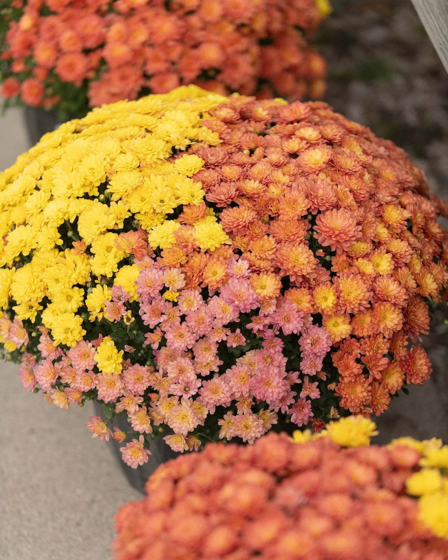 Happy November! We still have a couple of mums left! 🍁