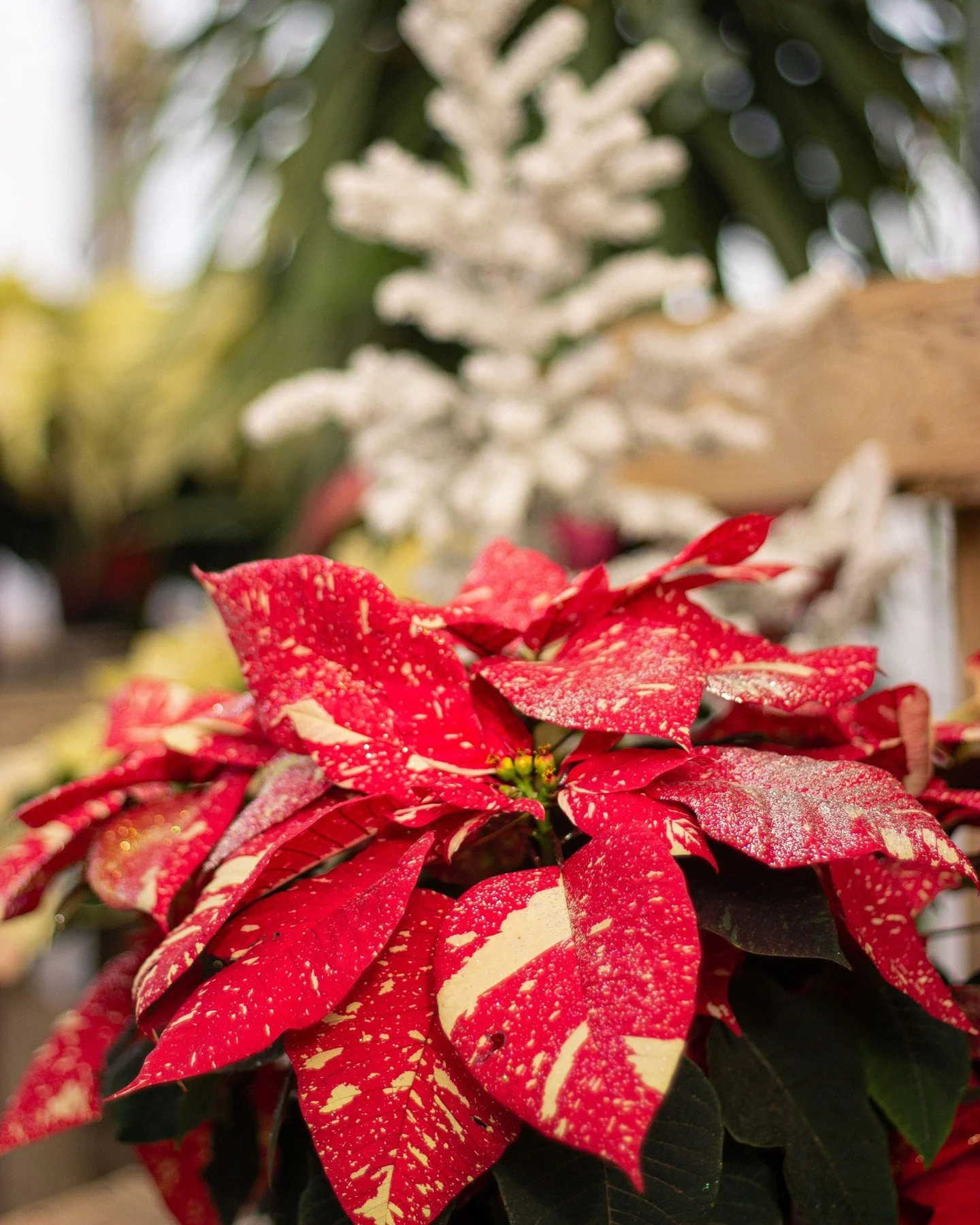 Merry Christmas! Wishing everyone a safe and warm holiday today ✨ &hearts;️ 🎄