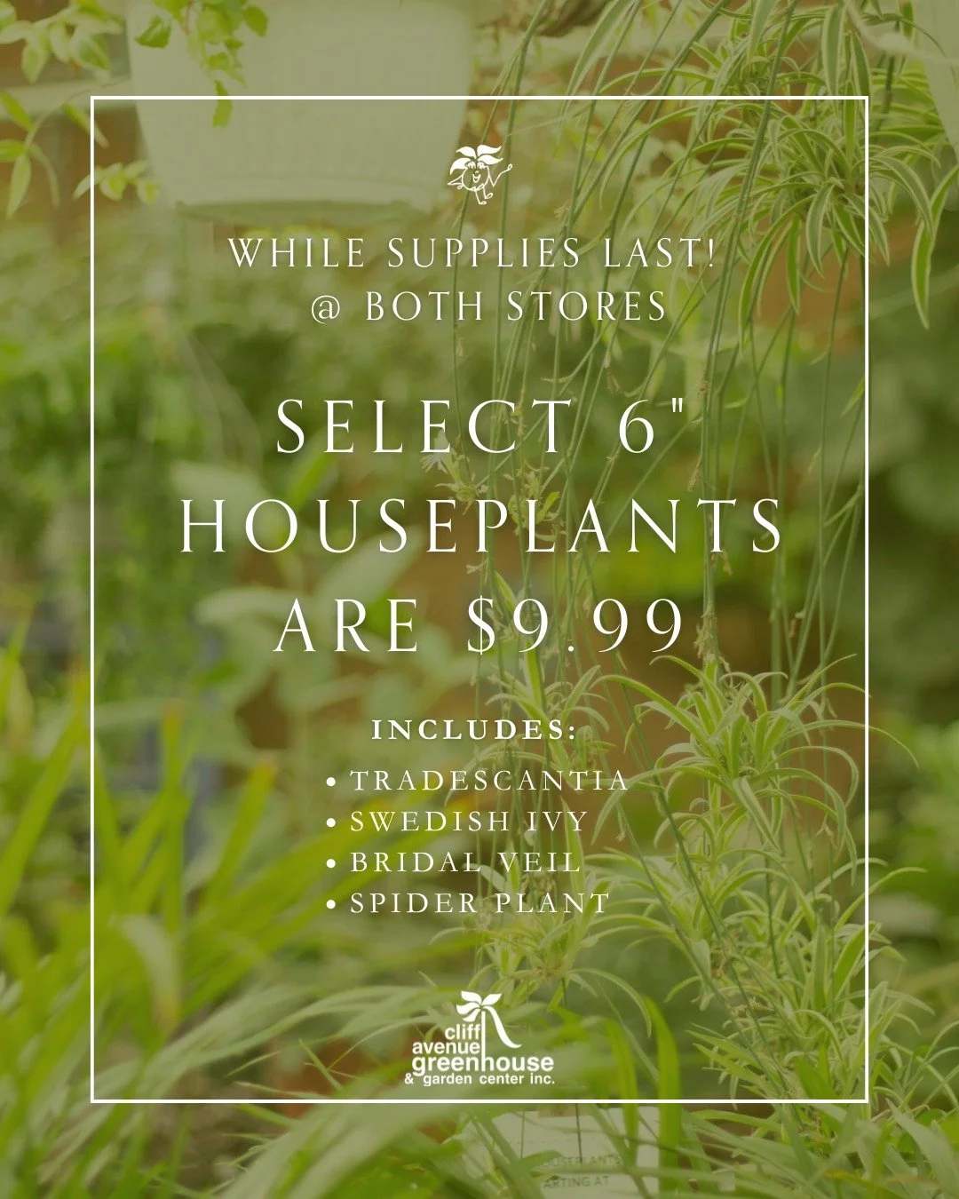 Happy January! Select 6" houseplants are now $9.99 AND you can earn Garden Rewards stamps when you purchase 🥳