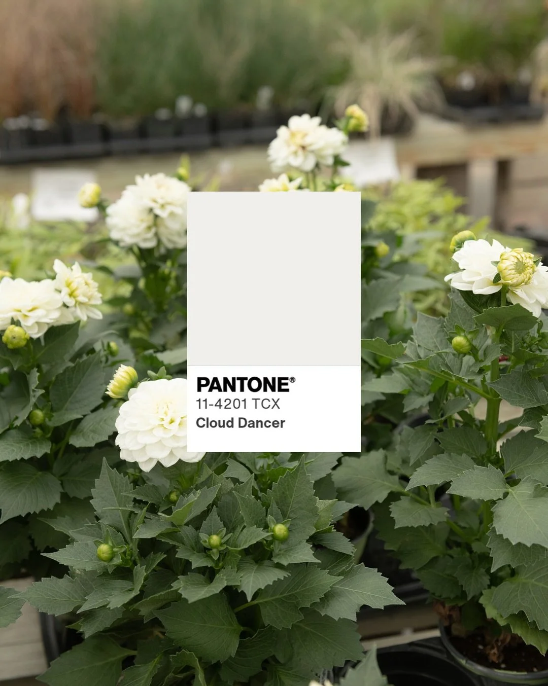 Taking @pantone &lsquo;s color of the year Cloud Dancer, and adding a little garden twist to it&hellip;add this inspired color to your outdoor space this Summer! ☁️💃

Slide 5 photo courtesy of Ball Seed