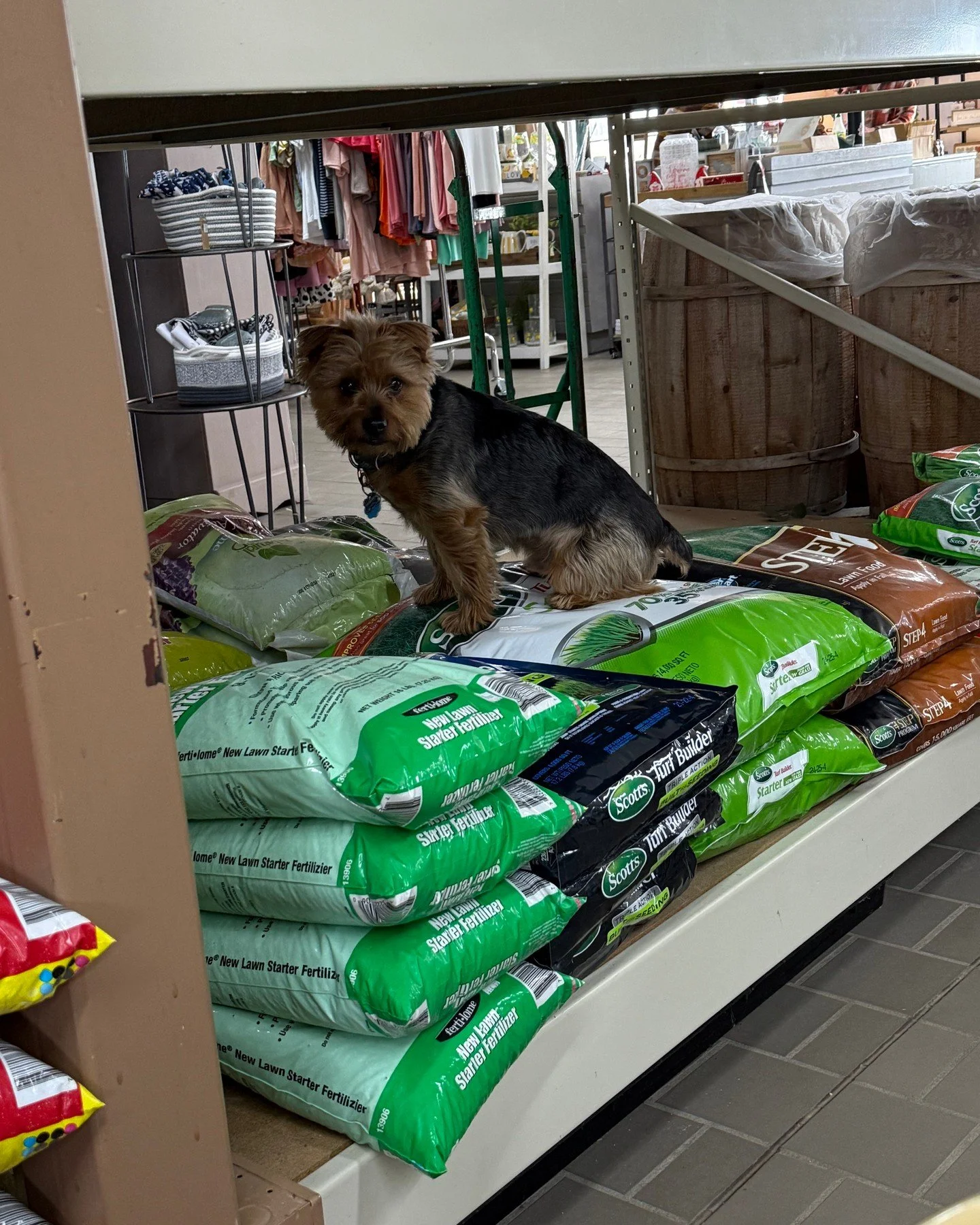 Joey wears many hats at our 41st street store, sometimes he's the #1 flower smeller and other times he's providing emotional support. But today he was quality checking lawn products 🐾 Want to be co-workers with Joey? We're looking for full time and 