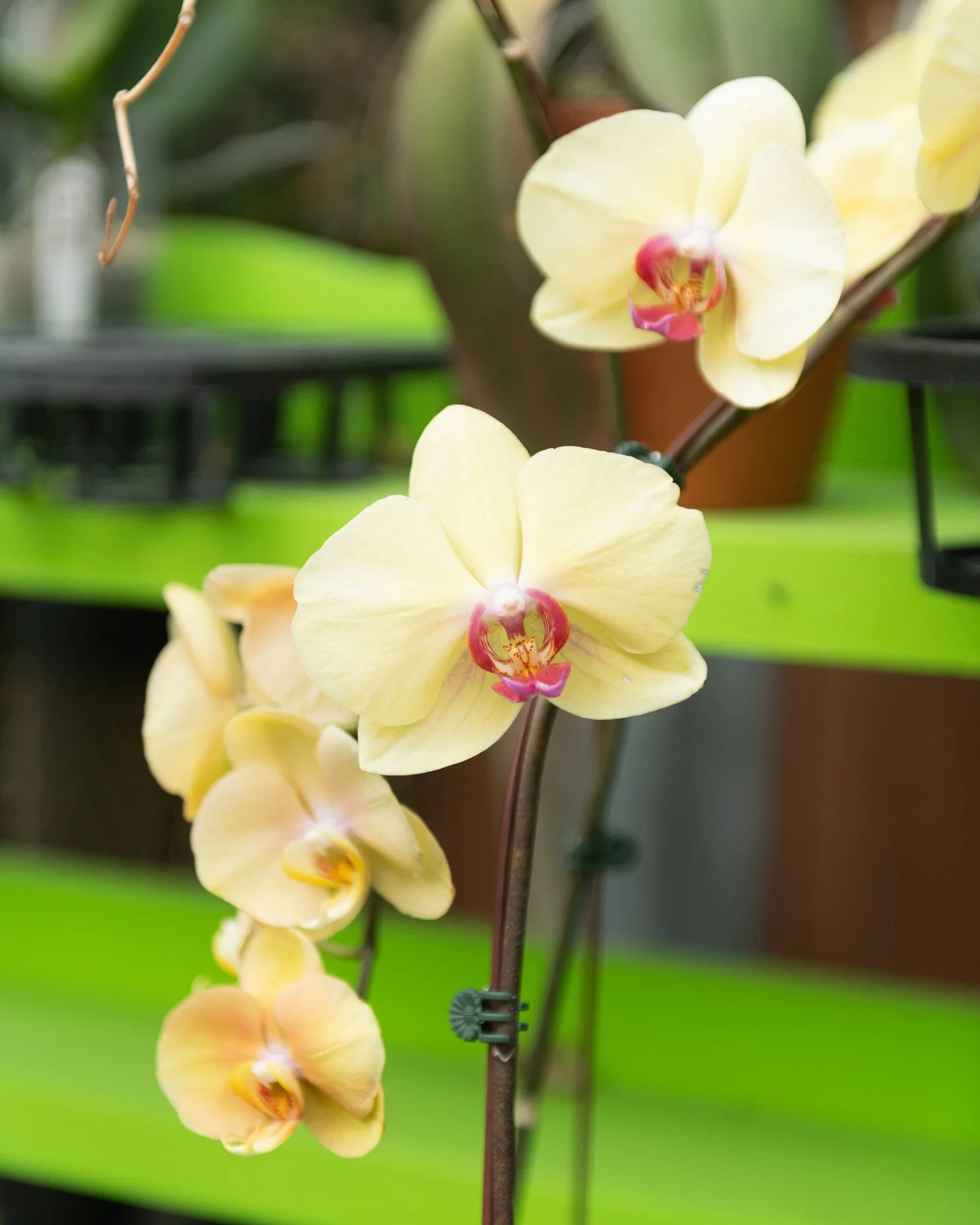 Orchids are the perfect gift for Galentine's Day! Orchids purify the air, increase humidity, and help with your emotional health! Not only that, but did you know Orchids symbolize love, beauty, and strength 💕