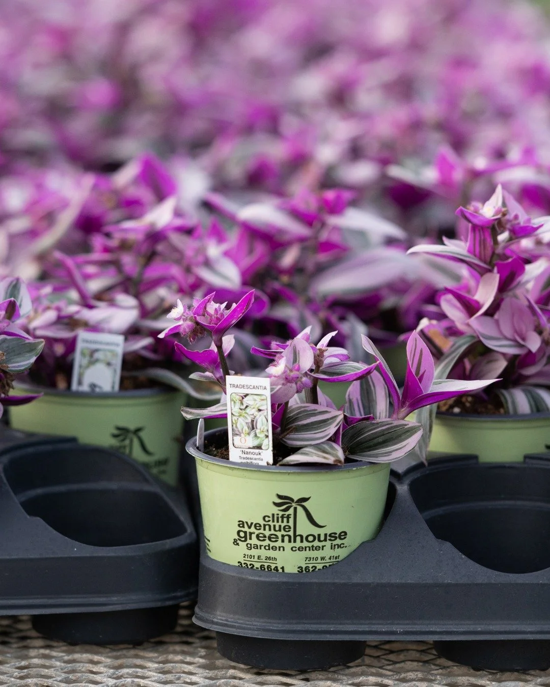 Houseplants that are Valentine's Day coded 💕
1. Tradescantia
2. Pink Princess Philodendron
3. Orchid
4. Polka Dot Plant
5. Aglaonema
6. Ti plant or Cordyline fruticosa