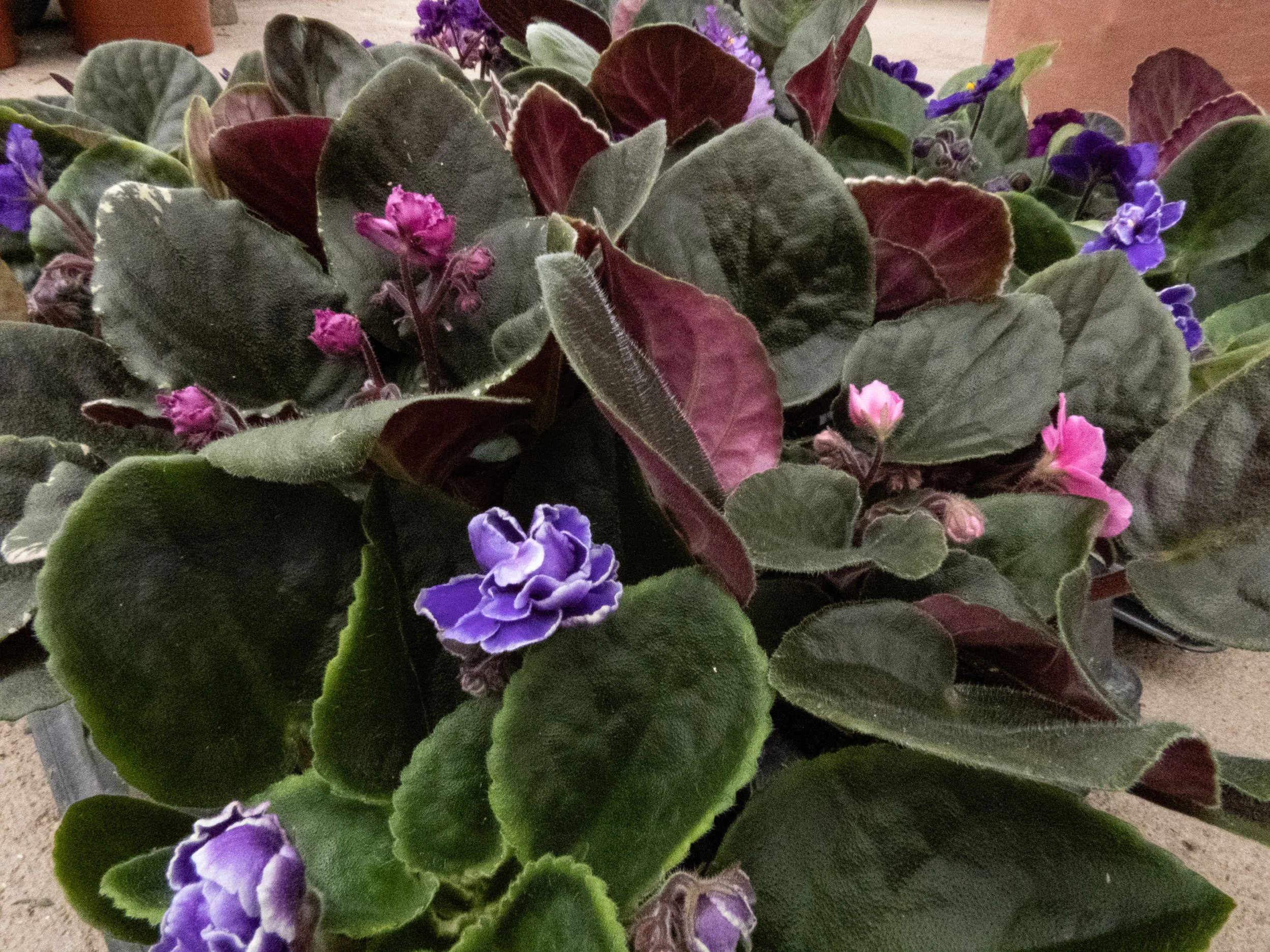 The Colors of Winter