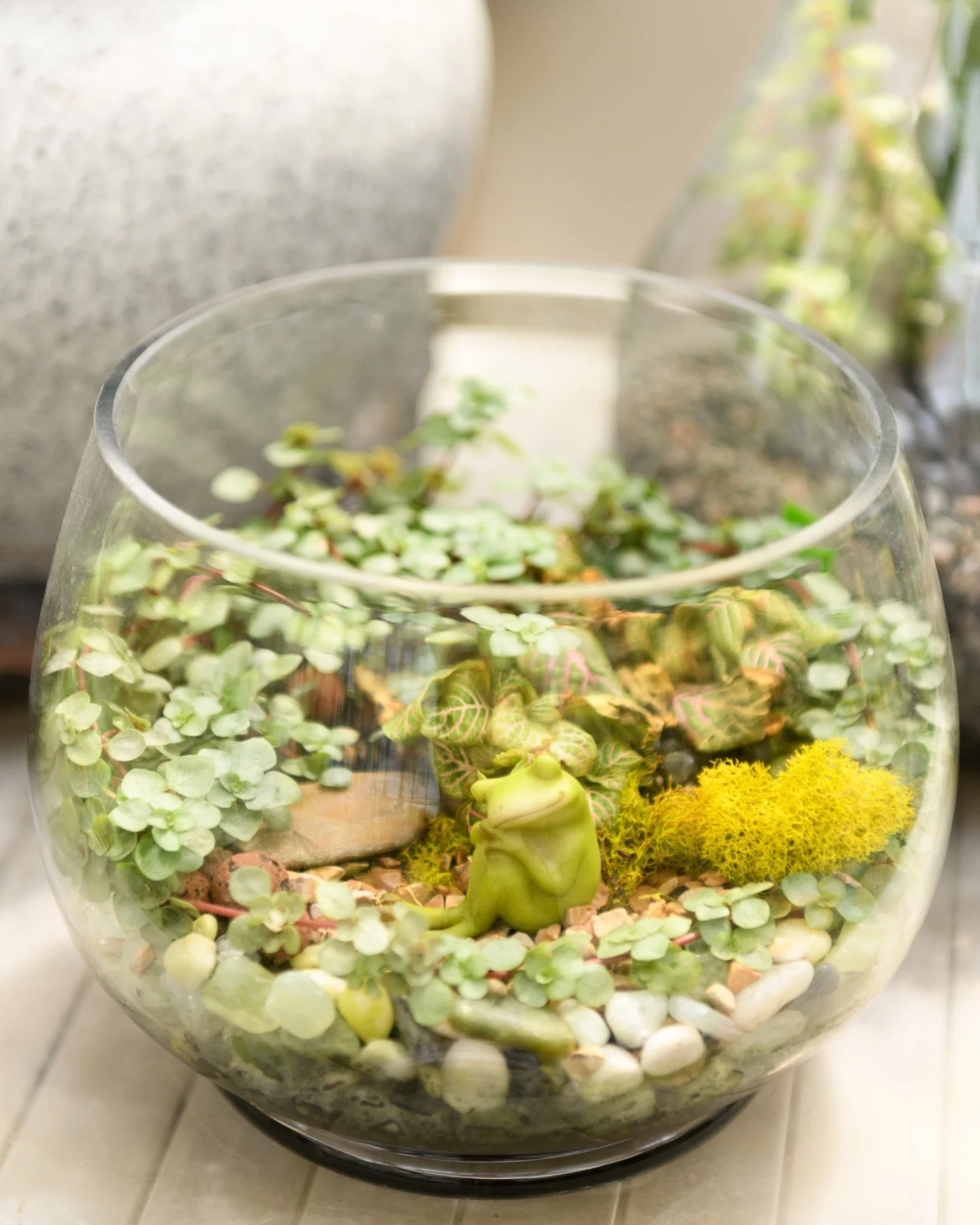 Dreaming of Spring 💭 Come be like a frog in our terrarium (our greenhouses) !! 🐸