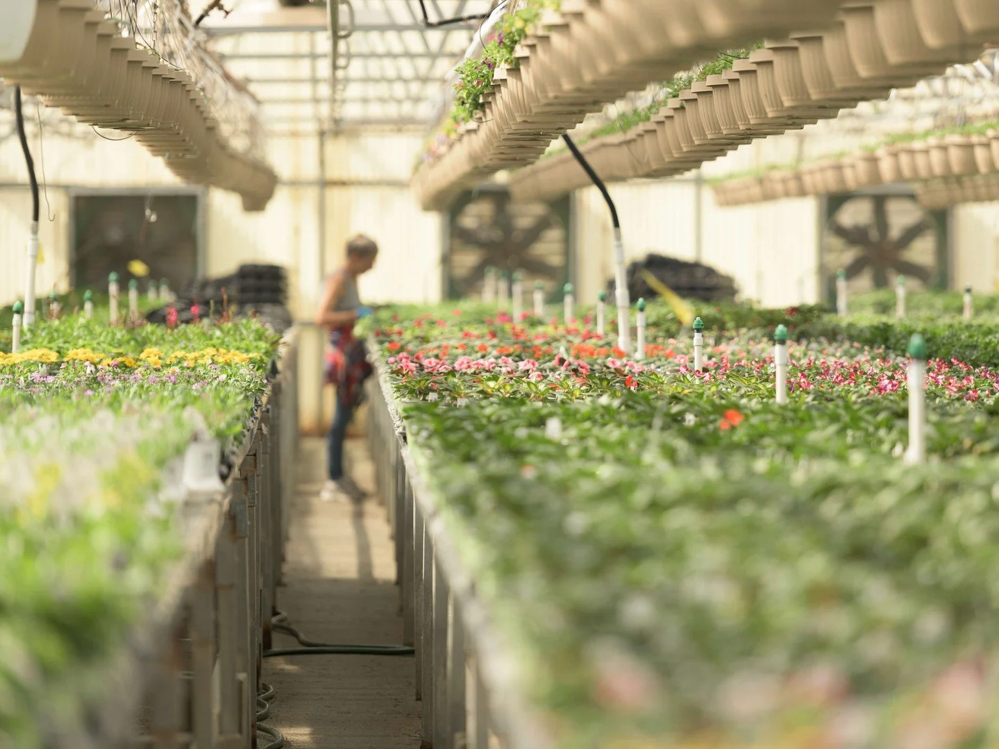 Happy March! It's that time of the year when we start filling pots with soil and planting away! We're dreaming of the days (which are right around the corner!) when our growing greenhouses look like this 🌸😍🌱